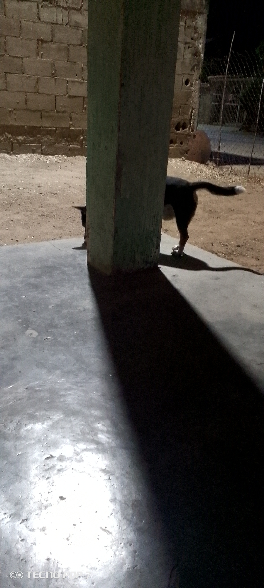 A dimly lit scene at night in Altagracia, Venezuela, shows a dog partially obscured behind a structural support column. The column casts a long, dark shadow across the concrete surface in the foreground. The dog is dark in color with a white-tipped tail. A brick wall is visible in the background to the left, while a fence and indistinct shapes are seen on the right. The ground is a dirt or gravel surface. The image is underexposed, limiting details.