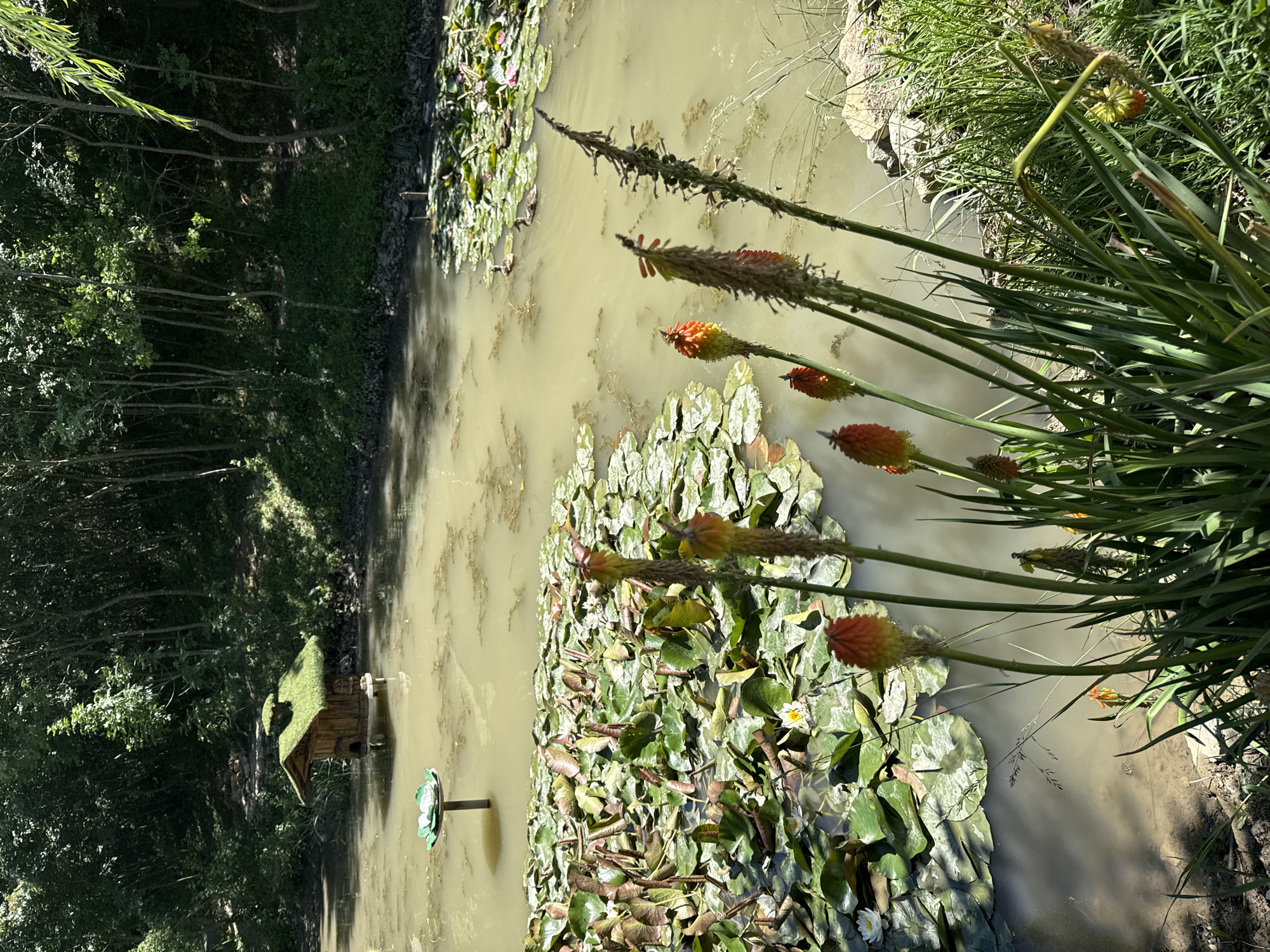 A pond with light brown water is situated in Lukovit, Bulgaria. In the pond, there is a collection of lily pads, some with white flowers visible. At the edge of the pond, several stems of red hot poker flowers are visible. In the background, there are trees and undergrowth, with a small wooden duck house standing on a post in the water near the edge of the pond. A decorative, green, artificial lily pad is also present near the duck house.