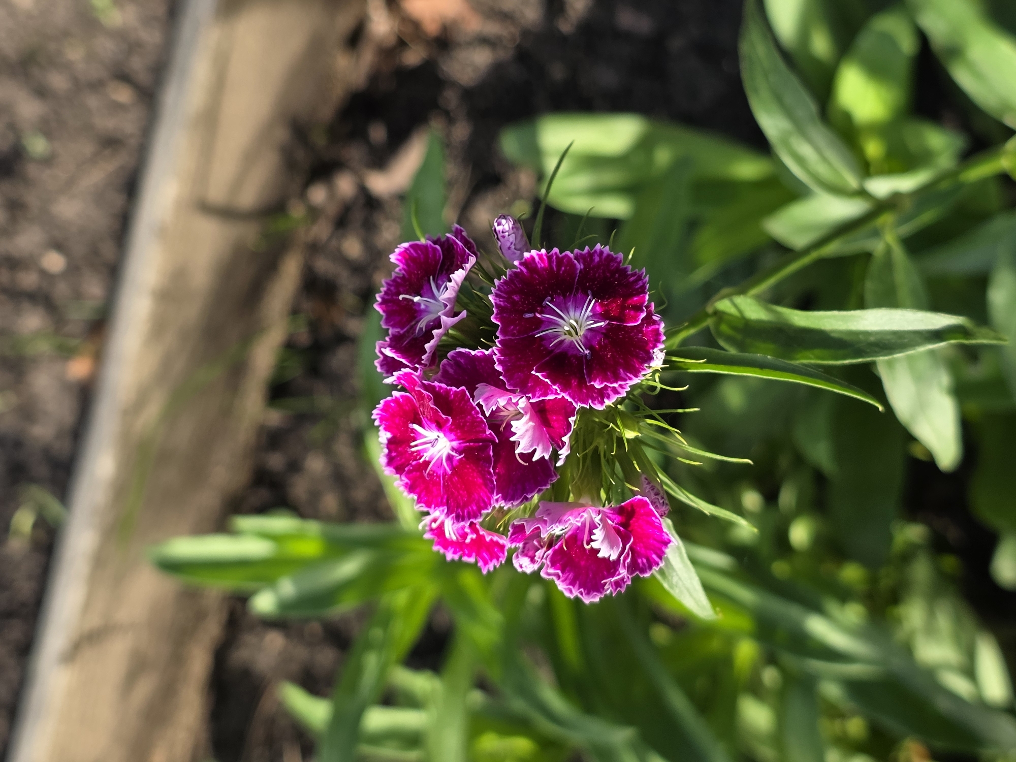 A cluster of vibrant pink and white dianthus flowers is in bloom, showcasing their ruffled petals and delicate centers. The flowers are surrounded by lush green foliage, creating a natural and lively setting. In the background, a wooden border and dark soil suggest a garden or a planted area. The image is captured in Petrushenko, Russia, under natural lighting conditions.