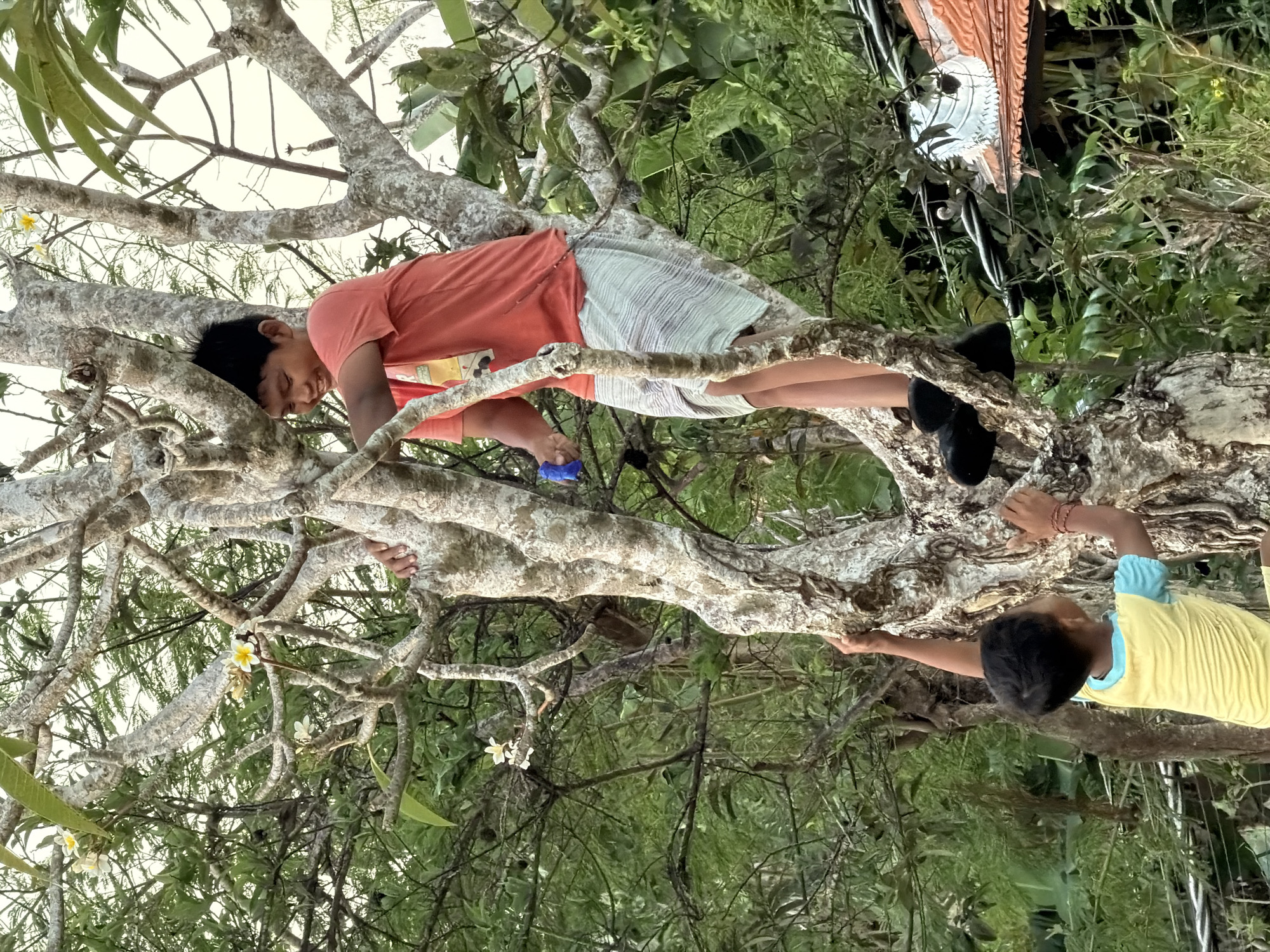 Two children are climbing in a tree. One child, wearing an orange t-shirt and striped shorts, is higher up on a thick branch. They are looking down and appear to be holding a blue object. Below them, another child in a yellow t-shirt is also climbing, reaching out with one hand. The tree has thick, greyish branches with textured bark and green leaves. There are small white and yellow flowers on some of the branches. The background is filled with dense green foliage, suggesting a lush, natural environment. The lighting suggests it is daytime, possibly late afternoon. The overall scene conveys a sense of playful adventure and childhood exploration.