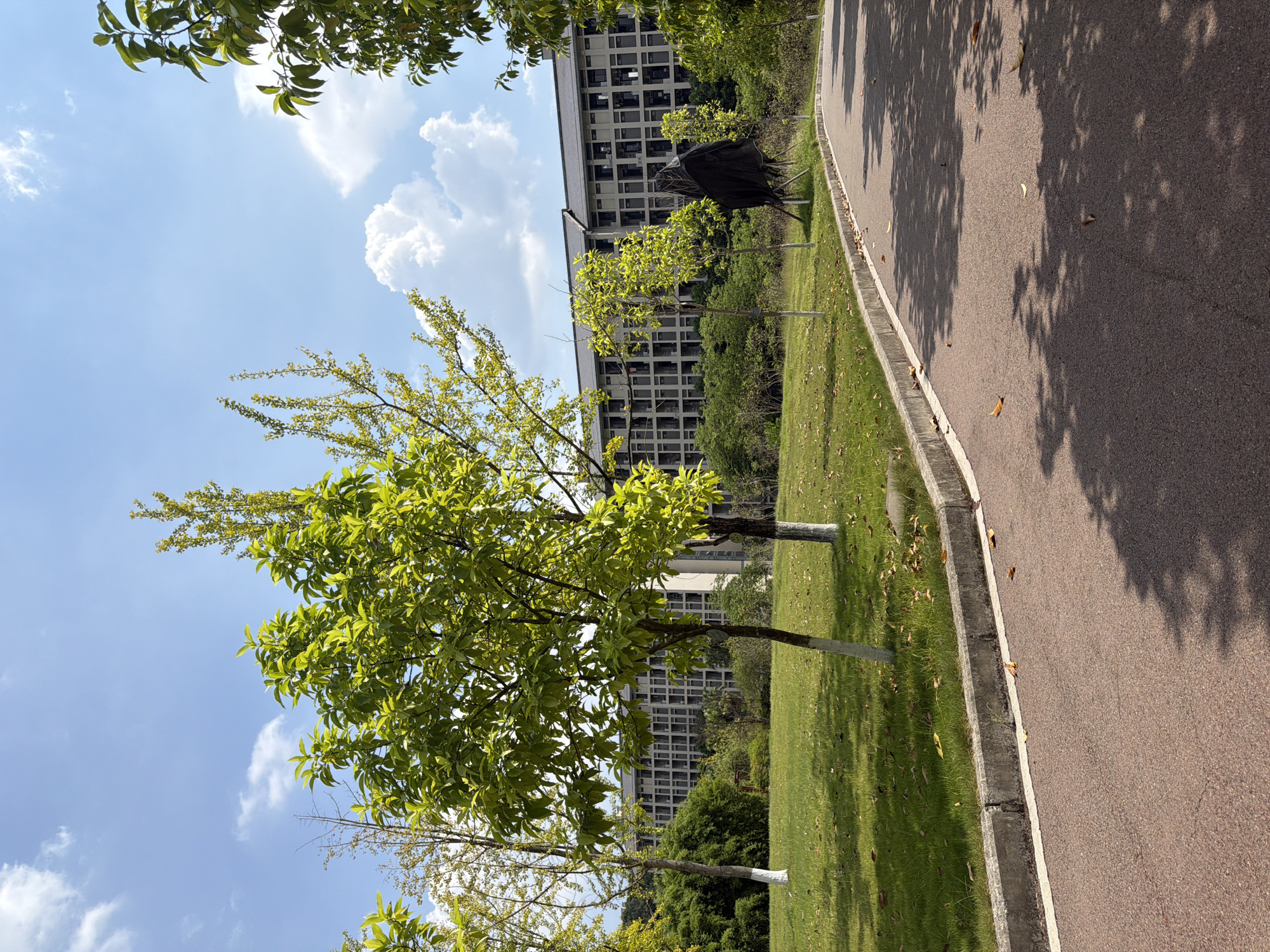 The image depicts a sunny day with a clear blue sky dotted with fluffy white clouds. In the foreground, a paved pathway, likely a road or sidewalk, curves to the right, casting dappled shadows from overhead trees. The pathway is bordered by a concrete curb and a grassy area. Several young trees with bright green foliage are planted in the grassy area, their trunks painted white at the base. In the middle ground, a large, modern building with a grid-like pattern of windows stands behind a dense line of green trees and bushes. To the right of the building, a dark, somewhat abstract sculpture covered with a black fabric is visible amongst the trees. The overall scene suggests a well-maintained outdoor space, possibly a campus or a park in the city of Jiangjin, China.