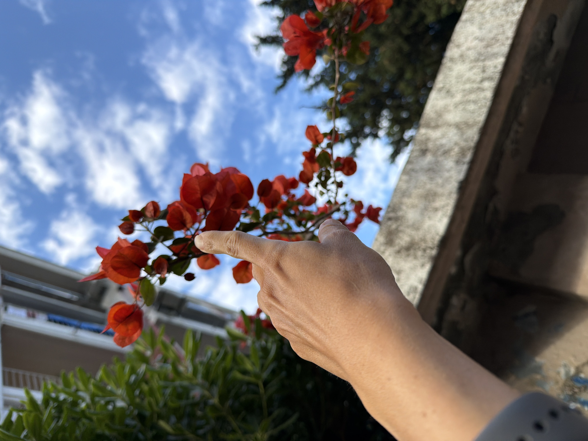 The image depicts a low-angle shot, focusing on a hand pointing towards a cluster of red bougainvillea flowers. The sky is visible in the background, featuring a mix of blue and scattered clouds. A building facade and green foliage are also present in the lower portions of the frame. The presence of bougainvillea and building styles suggests a Mediterranean location, possibly Budva, Montenegro.