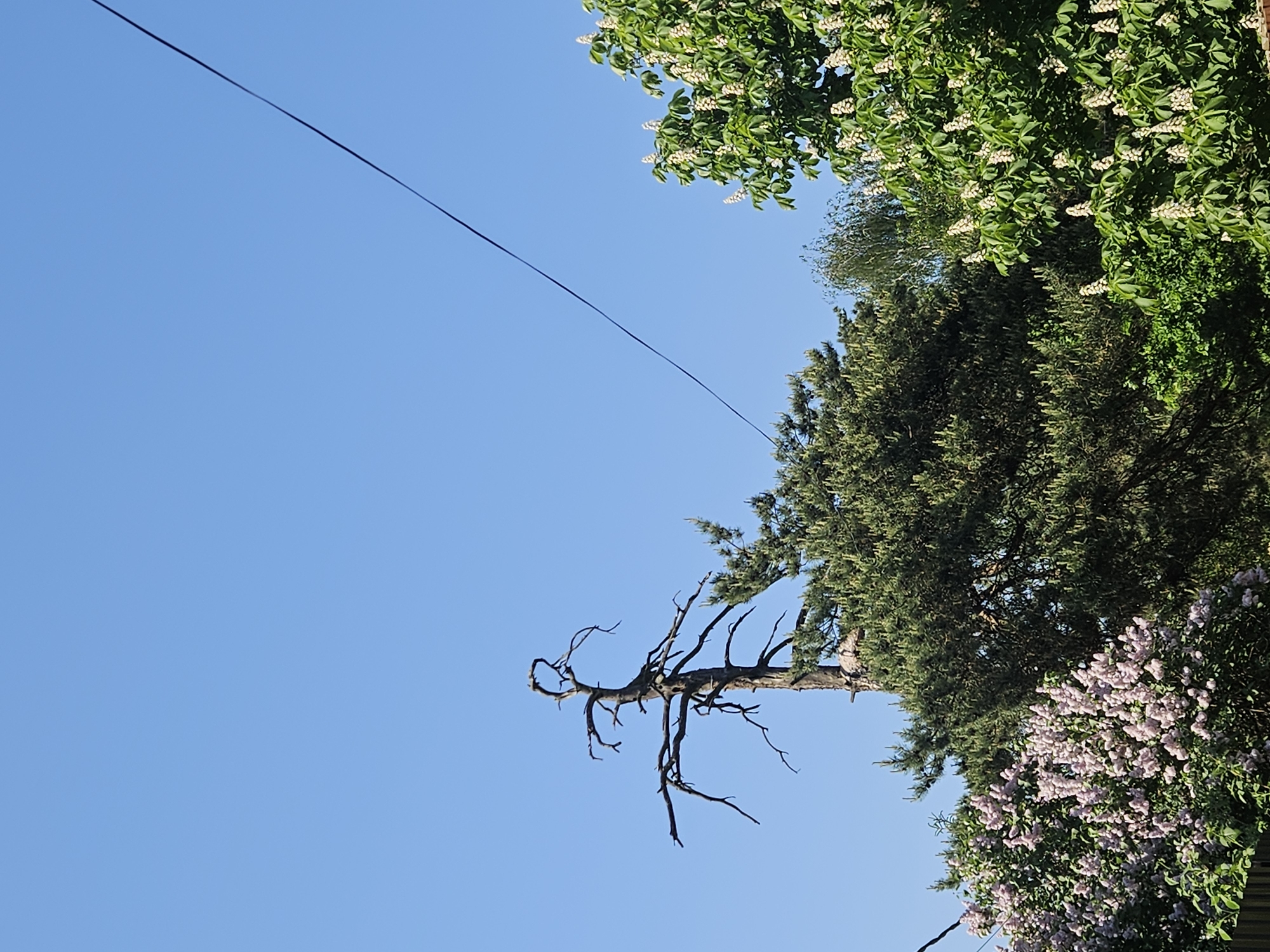 The image is an upward shot of trees against a clear blue sky. An overhead electrical wire runs diagonally across the upper left corner. The trees consist of a dead tree with bare branches and green trees with blooming white and light purple flowers. The image was taken in the city of Malakhovka, Russia.