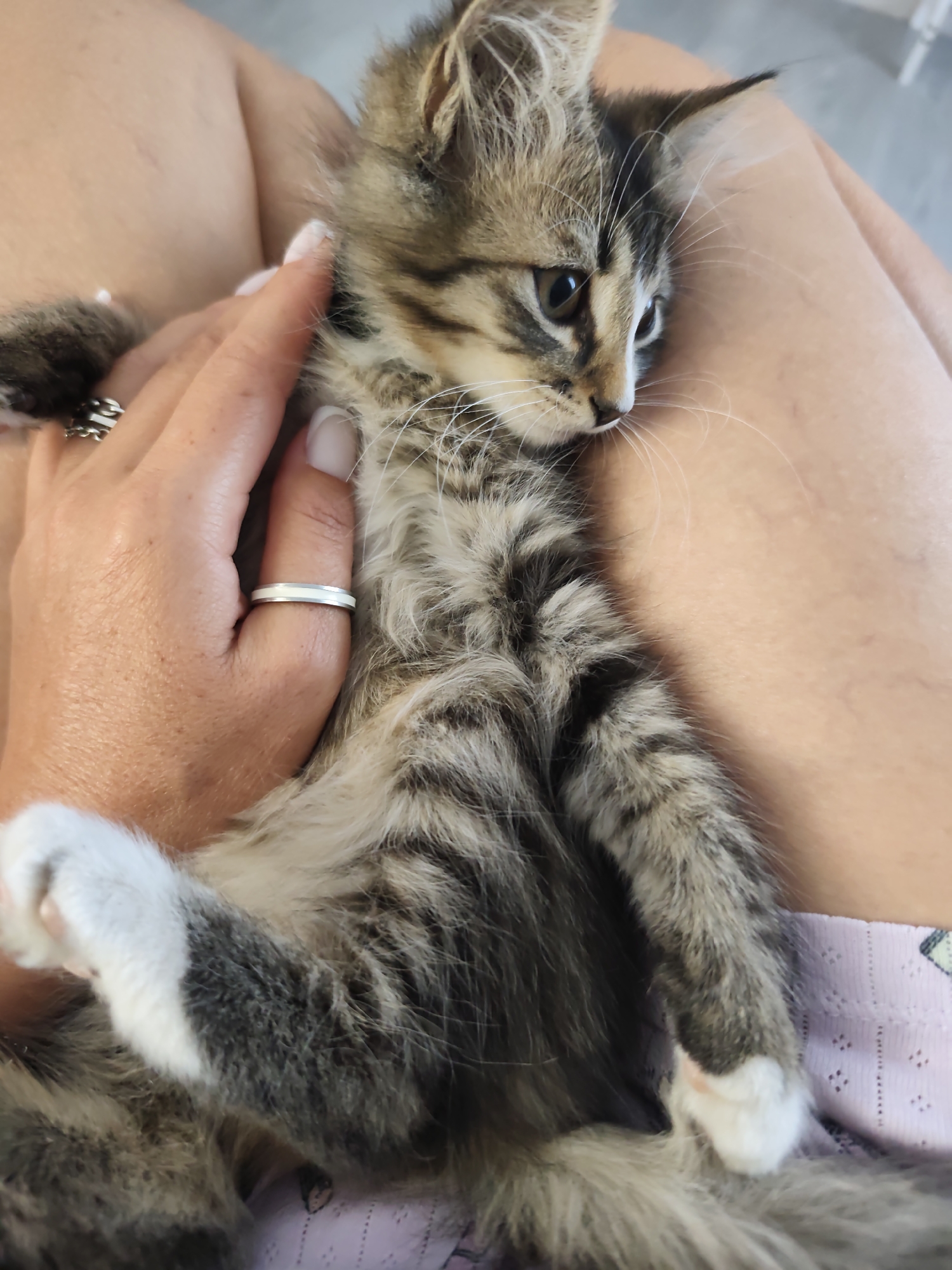 A tabby kitten is held by a person in the city of Durlești, Moldova. The kitten, with stripes of gray, black, and brown, has white paws and chest. Its eyes are open and brown, and its whiskers are long and white. The person's hand, with painted nails, is gently petting the kitten. They are wearing a silver ring with a subtle design on their left ring finger. The person's legs are visible, covered by a light-colored garment with a subtle pattern. The background is indistinct, but appears to be an indoor setting with muted lighting.