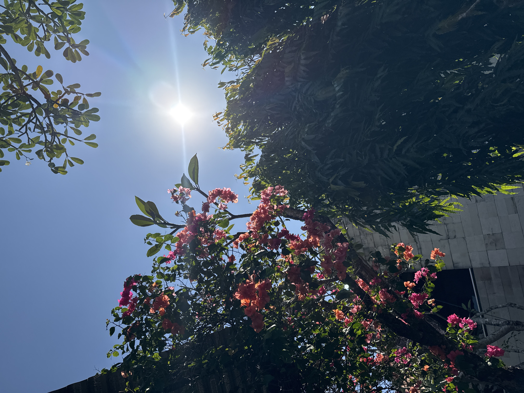 The image captures a bright, sunlit scene in Denpasar, Indonesia, focusing on foliage and architecture. In the foreground, vibrant pink and orange bougainvillea flowers bloom on a tree, their colors contrasting with the deep green leaves of a larger tree to the right. The bright sun is positioned high in the clear blue sky, casting lens flares and illuminating the scene. Peeking from behind the bougainvillea tree on the left is a section of a building constructed from light-colored, textured stone blocks. The lower part of the image shows glimpses of a dark window within this structure. The overall impression is one of a sunny day in a tropical environment, with natural elements interacting with man-made structures.