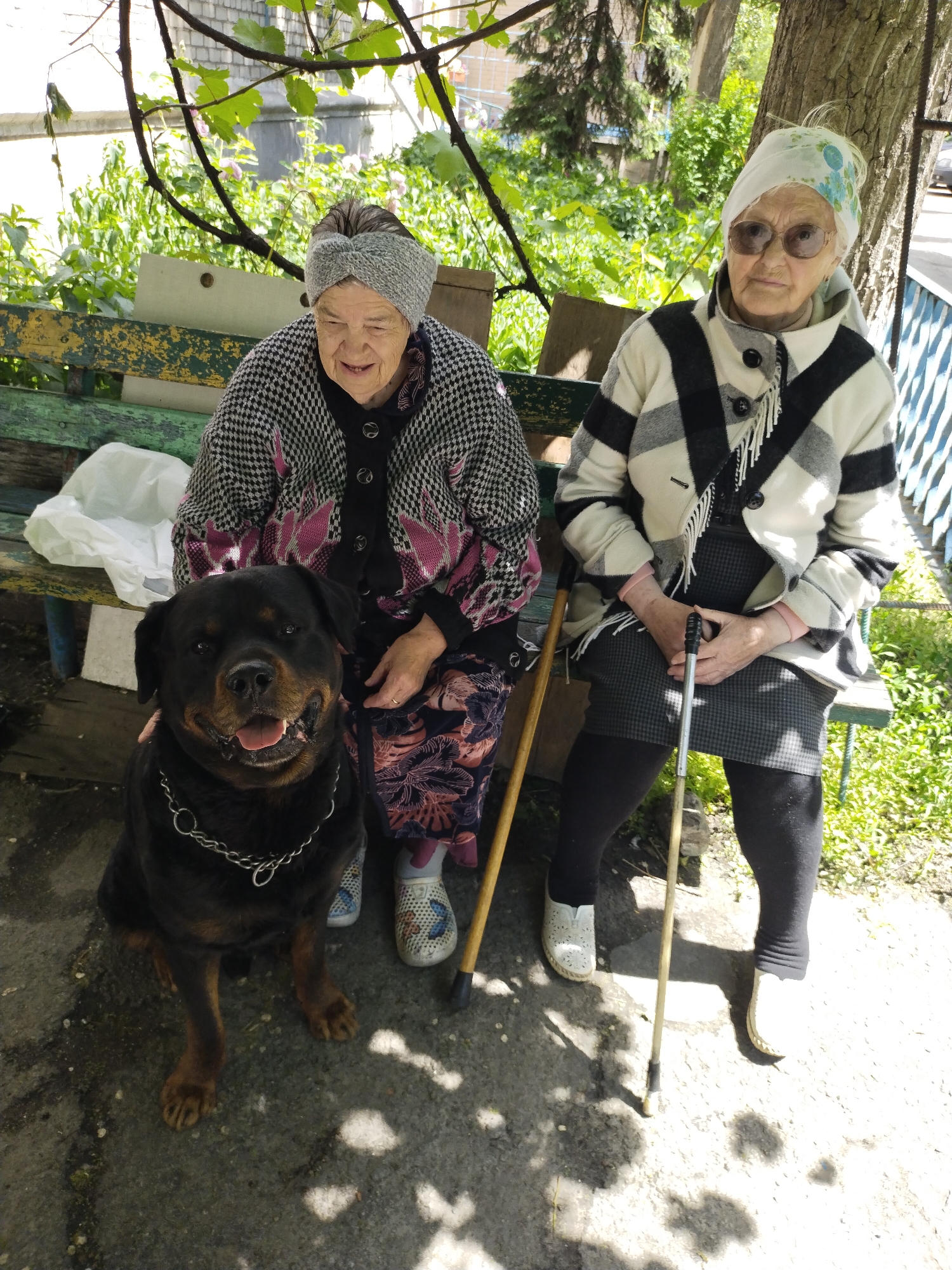 Two elderly women sit on a worn, green and yellow bench alongside a large Rottweiler dog. The woman on the left wears a gray head covering, a patterned black and white sweater, and floral-patterned pants. She is smiling and has her hand near the dog. The woman on the right is wearing a patterned white and black jacket, a gray skirt, dark leggings, and a floral scarf on her head. She has sunglasses on and holds a walking stick. The dog is seated, looking forward with its tongue slightly out. It is wearing a silver chain collar. Each woman has a walking stick. The bench is located under some trees with green foliage. The ground appears to be concrete. The location is Horishni Plavni, Ukraine.