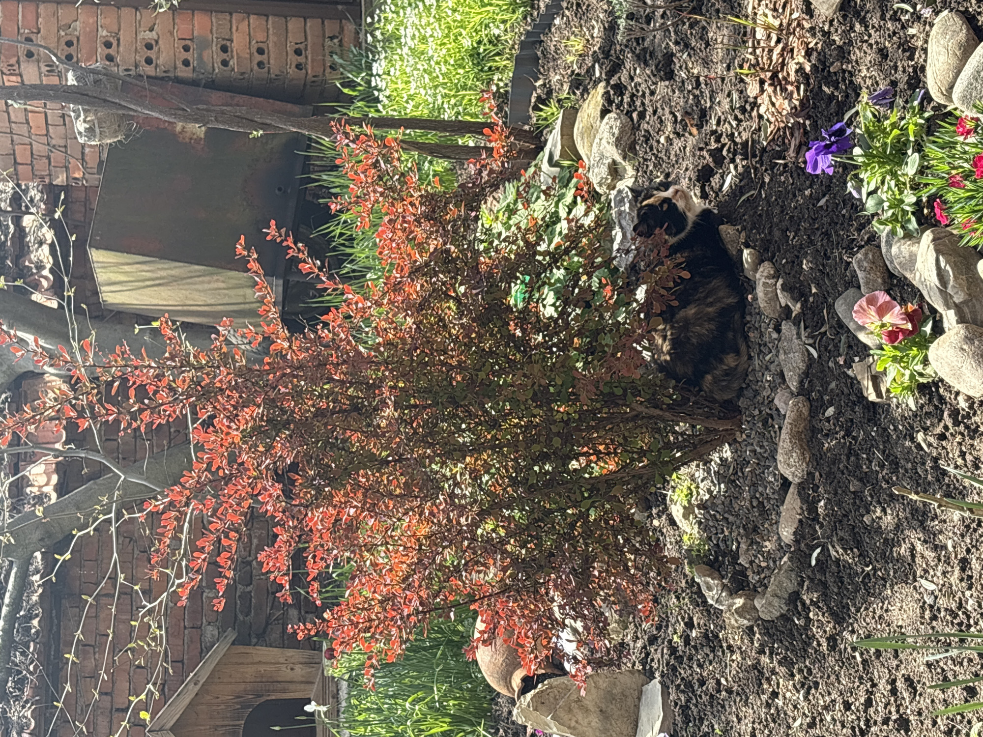 The scene depicts a garden bed in an outdoor setting. A multicolored cat is present, nestled near a bush with reddish leaves, likely a Japanese barberry. The garden bed is encircled by a border of medium-sized stones. In the background, there are other plants and greenery, suggesting a well-maintained garden. A brick structure is partially visible in the backdrop, and there's a piece of metal or rusted machinery. The area is illuminated by sunlight, creating shadows and highlights across the scene.