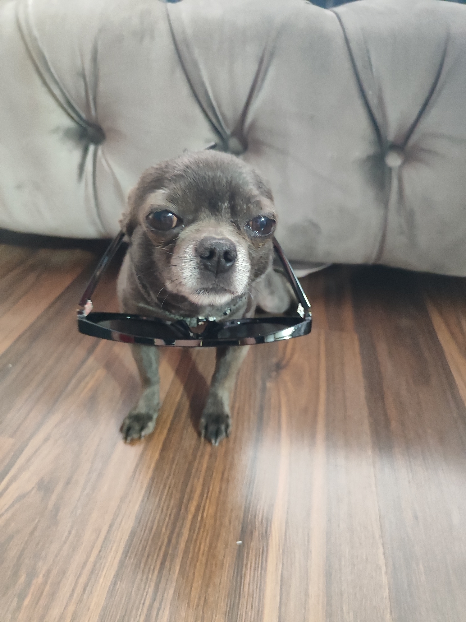 A small, grey dog with large eyes and black sunglasses perched on its nose sits on a wooden floor in front of a plush, tufted couch. The dog is facing the camera and appears to be looking directly at it. The sunglasses are resting on the dog's snout, with the arms hanging down on either side. The background consists of the textured grey fabric of the couch and the warm brown tones of the wooden floor. The lighting is soft and natural, suggesting an indoor setting. There is no discernible information in the image that would allow for its location to be identified as Almaty, Kazakhstan.