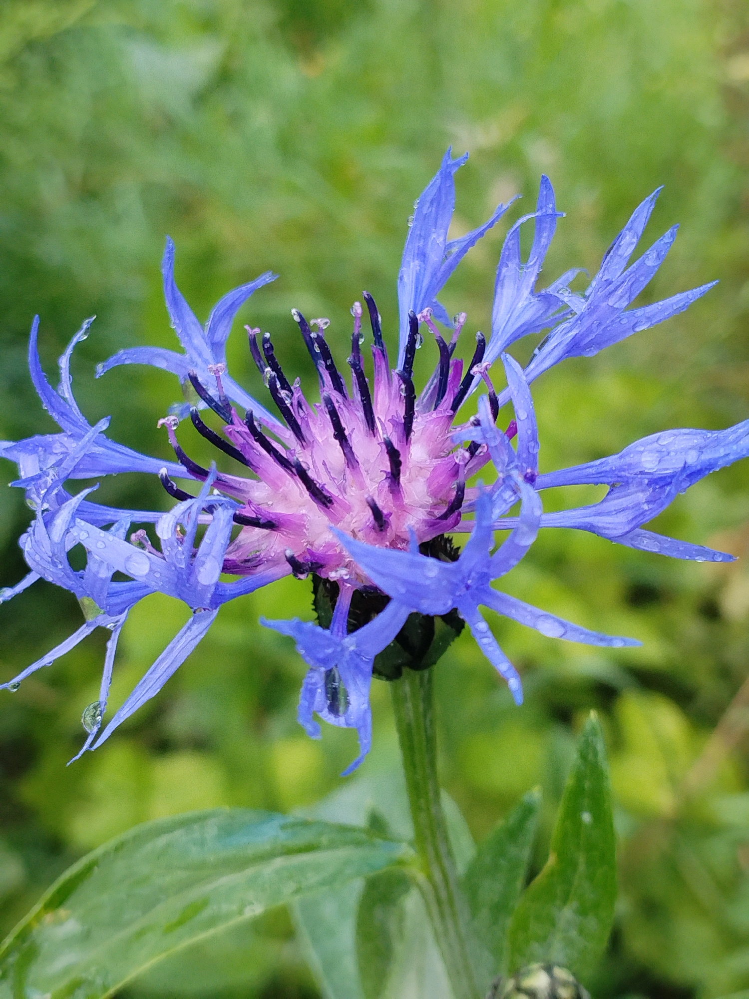 The image shows a close-up, eye-level, outdoor photograph of a single blue cornflower with a purple center. The flower is covered in water droplets, suggesting it has recently rained or been watered. The petals are elongated and pointed, with several appearing slightly curled. The center of the flower features dark purple filaments. The background is a soft, out-of-focus green, indicating foliage. The lighting appears natural and diffused, likely from an overcast sky. The photograph captures a moment of natural beauty, emphasizing the delicate details of the flower and the presence of water. The location in Bialynichy, Belarus, context suggests this is likely a natural setting, possibly a garden or a field, rather than an urban environment. There are no people or animals visible in the image. The focus is solely on the intricate structure and texture of the cornflower.