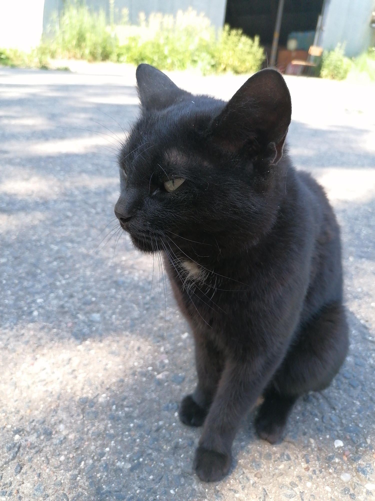 An outdoor, eye-level, close-up shot shows a black cat sitting on an asphalt surface. The cat is facing left in profile, with its head tilted slightly upwards. Its fur is predominantly black, with a small patch of white fur visible on its chest. The cat has green eyes, pointed ears, and long white whiskers. The asphalt surface is speckled with small grey and white pebbles. In the background, out of focus, there is an area of green foliage, possibly grass or bushes, and a blurred structure that appears to be a building or shed. Sunlight casts dappled shadows on the asphalt, indicating it is daytime.
