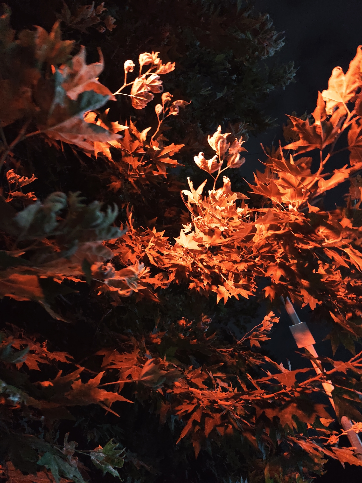 In Fergana City, Uzbekistan, the image depicts a close-up view of tree foliage illuminated by a warm, orange light source, likely artificial, against a dark background. The leaves are predominantly autumnal in color, ranging from deep orange to red, with some darker green hues also visible, suggesting a mix of seasonal foliage and shadow. The lighting creates strong highlights and deep shadows, emphasizing the texture and shape of the leaves and branches. A part of a metallic pole, possibly a street lamp or part of a fixture, is visible on the right side of the frame, also reflecting the orange light. The overall scene suggests an outdoor environment, possibly a park or street, at night, where artificial lighting is interacting with the natural elements.
