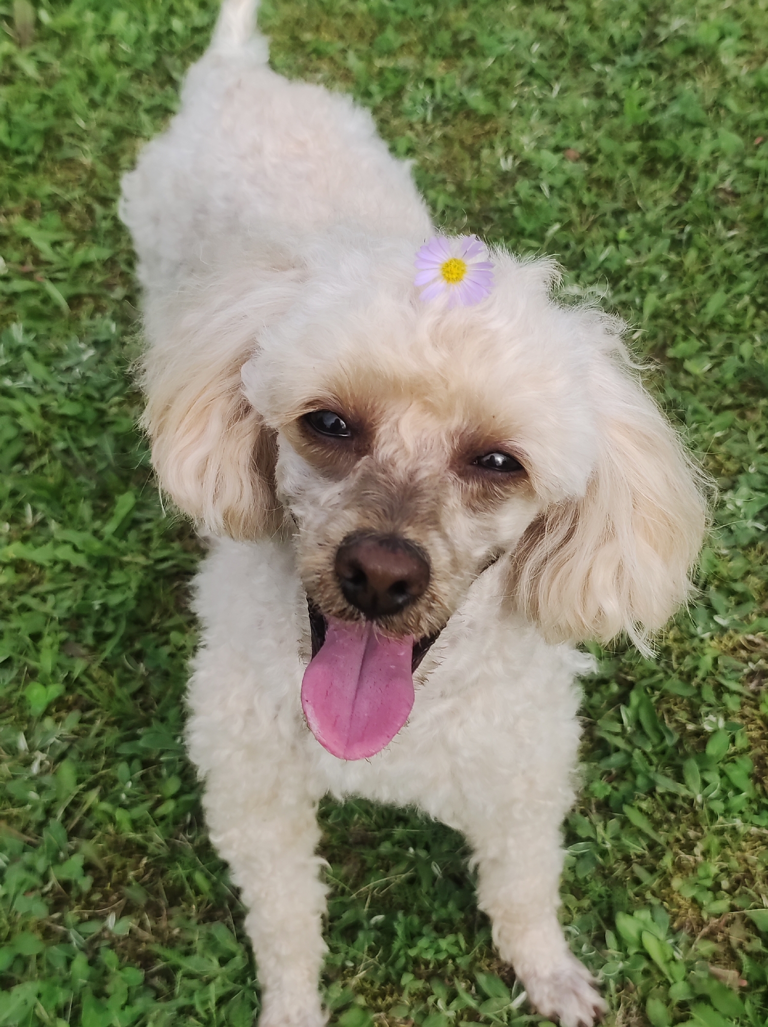 A cream-colored poodle stands on a patch of green grass, its head tilted upwards towards the camera. A small, light purple flower with a yellow center rests on top of its head. The dog's mouth is open, with its pink tongue hanging out. Its fur appears curly and somewhat disheveled. The background consists of more green grass, with some blurred foliage visible. The image is taken from a high-angle perspective.