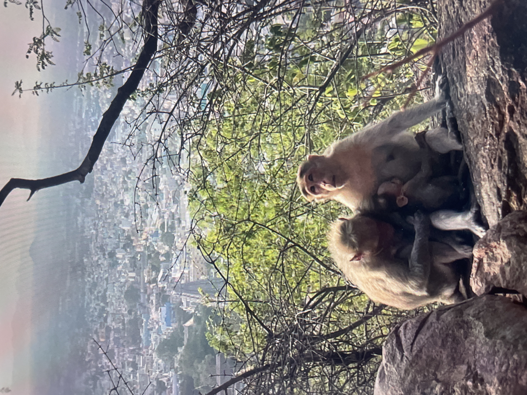 The image depicts two monkeys perched on a rocky outcrop overlooking the city of Perumbakkam, India. A smaller monkey is nestled between the two larger monkeys. The background shows a dense urban landscape veiled by a light haze or fog. A tree branch extends into the frame on the left side. The scene is captured from a slightly elevated position.