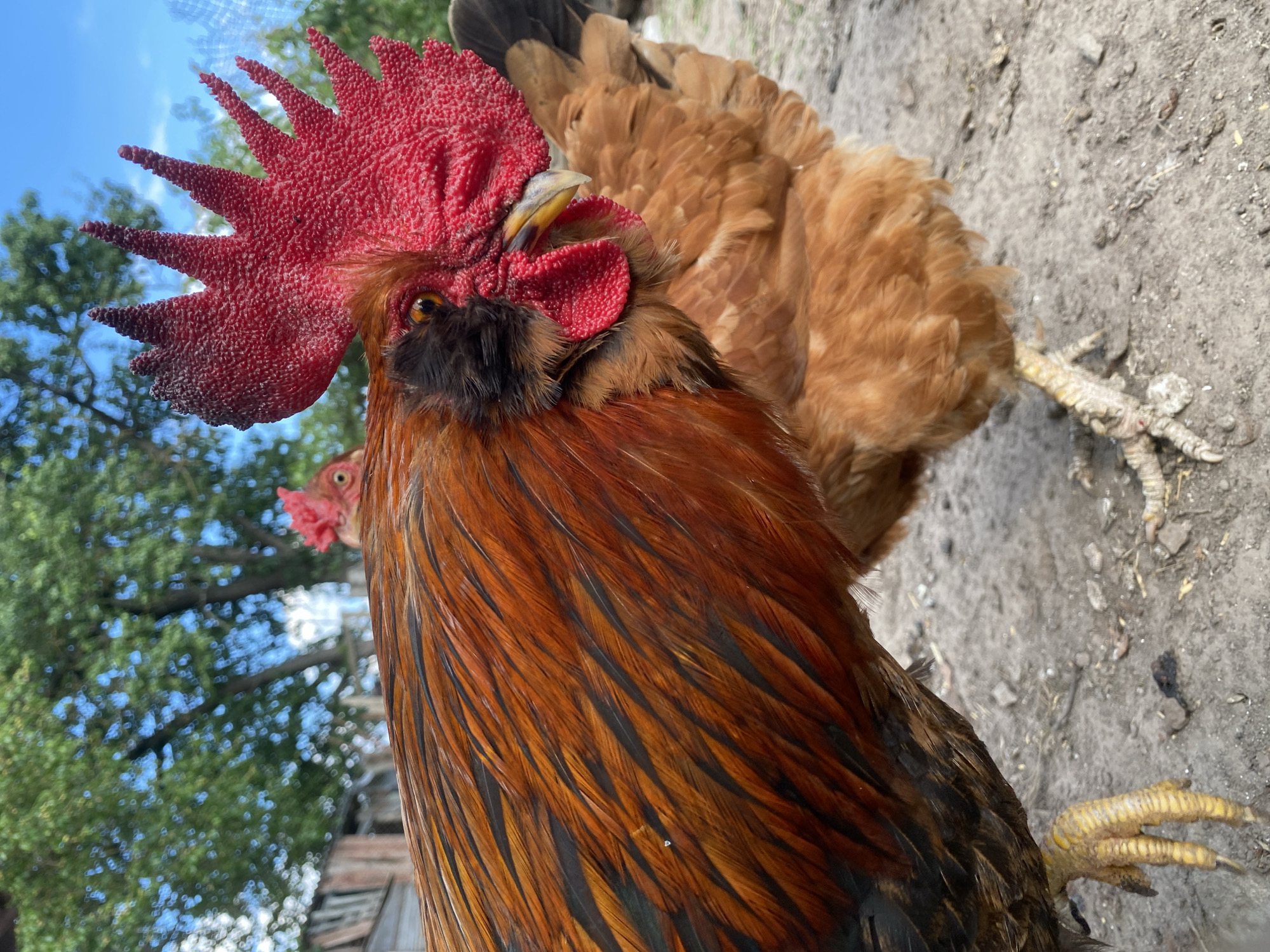A close-up, low-angle shot captures a rooster in the foreground, its iridescent orange and black feathers prominently displayed. The rooster's striking red comb and wattle are sharply in focus, as is its yellow beak and the eye visible just behind the comb. To the right of the main rooster, a second, smaller rooster with brown feathers is partially visible. The ground beneath them appears to be dirt and small stones. In the background, a blur of green foliage and a bright blue sky suggest an outdoor, rural setting, possibly on a farm or in a village like Ustyvytsia, Ukraine. A wooden structure is visible on the far left, also out of focus. The overall impression is that of a natural, somewhat unkempt environment.