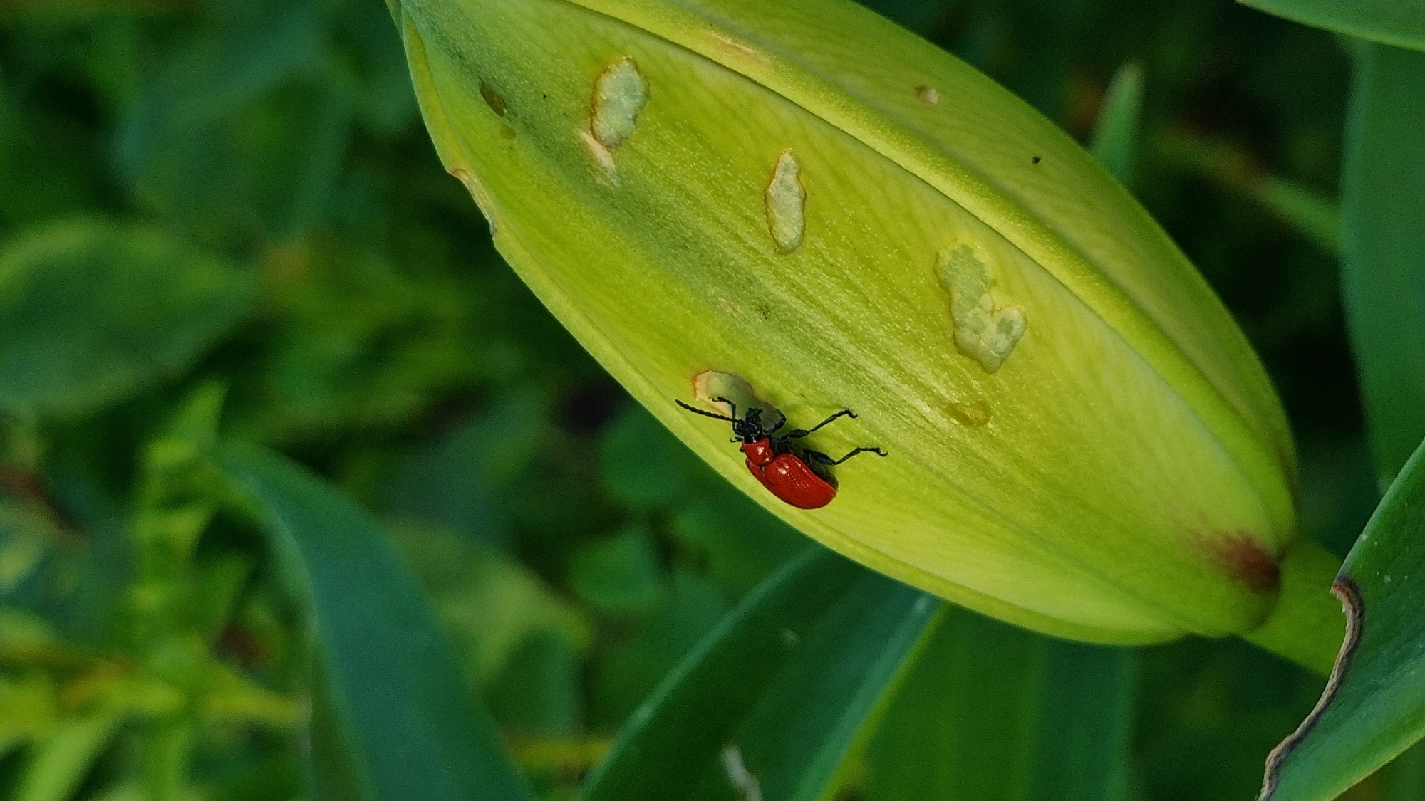A macro shot of a bright red lily beetle perched on a closed, green lily bud. The beetle, with its black legs and antennae, is positioned on the upper left portion of the bud. The bud's surface is textured and shows several small, irregular indentations, suggesting it has been partially eaten. Drops of water are visible on the bud's surface. The background consists of blurred green foliage, creating a shallow depth of field that emphasizes the subject. The image appears to be taken outdoors in a natural setting, likely a garden. The location is Vysokoe, Russia.