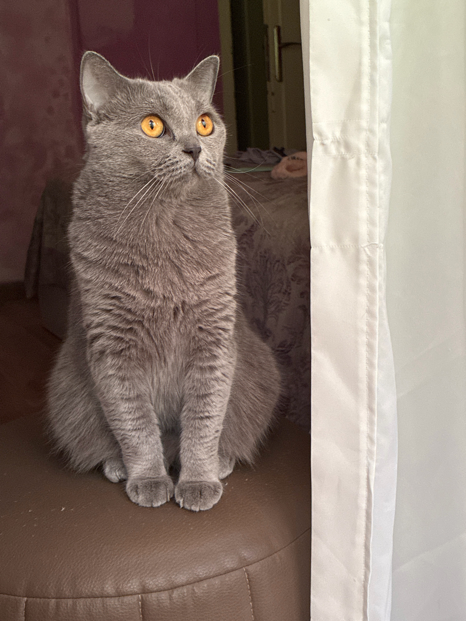 A British Shorthair cat with bright orange eyes and gray fur sits attentively on a brown leather surface, looking to its right. The cat is positioned on what appears to be a stool or ottoman, with its paws neatly tucked beneath it. To the right of the cat, a white curtain is partially drawn, revealing a doorway and a glimpse of what appears to be a room interior with a handle on a door, and some clothing on the floor. The background behind the cat is a deep pinkish-purple color, suggesting an indoor setting. There is no indication of the specific location in Alanya, Turkey within the image itself.