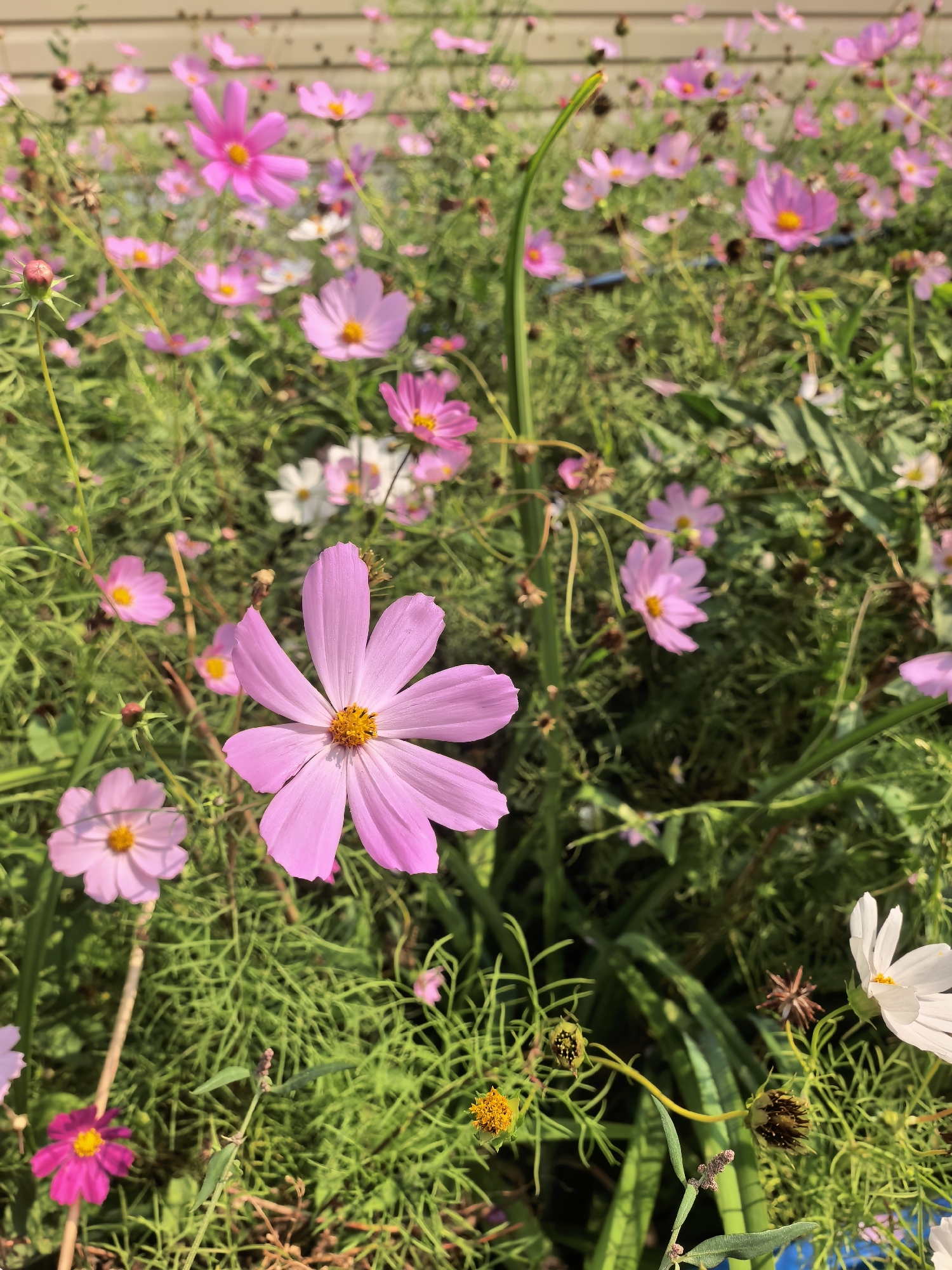 A high-angle medium shot captures a dense patch of pink, white, and magenta cosmos flowers and green foliage, bathed in sunlight. A light-brown wooden fence is visible in the background. A single pink cosmos flower with seven petals and a yellow center is in the foreground, slightly to the left of center. To the lower left, a smaller magenta cosmos flower with a yellow center is visible. To the right, a white cosmos flower with yellow and orange stamens is in focus, and further down, two closed seed pods are present. The scene suggests an outdoor setting in a garden or park. The image quality is sharp and the colors are vibrant. There is no indication of people or any activity. The location is Sterlitamak, Russia.