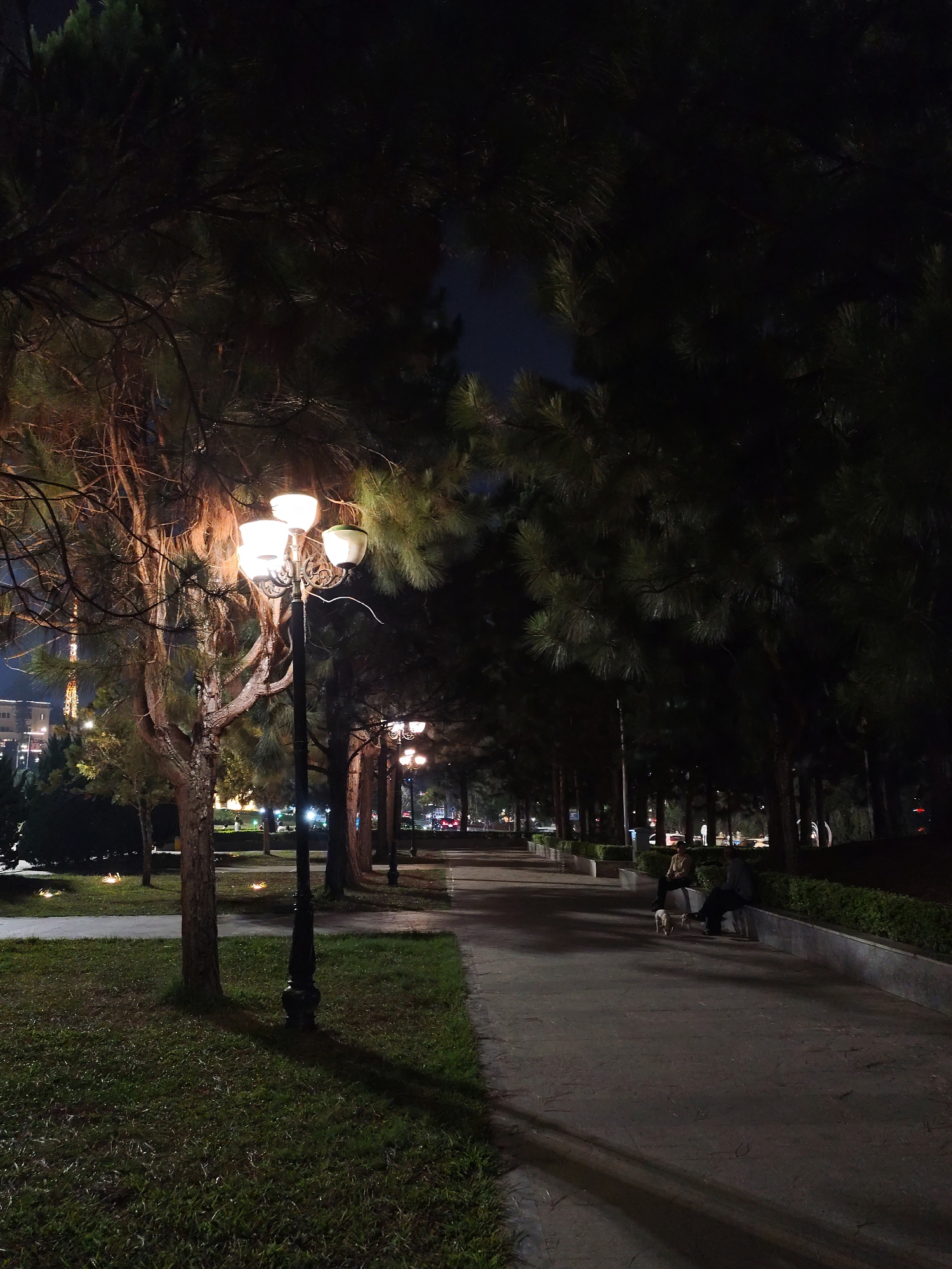 The image depicts a nighttime scene in Da Lat, Vietnam. A paved walkway is lined with trees and streetlights, creating a perspective leading into the distance. On the right side of the walkway, two people are sitting on a bench with two small dogs. The left side of the walkway is bordered by a grassy area. In the background, buildings are visible.