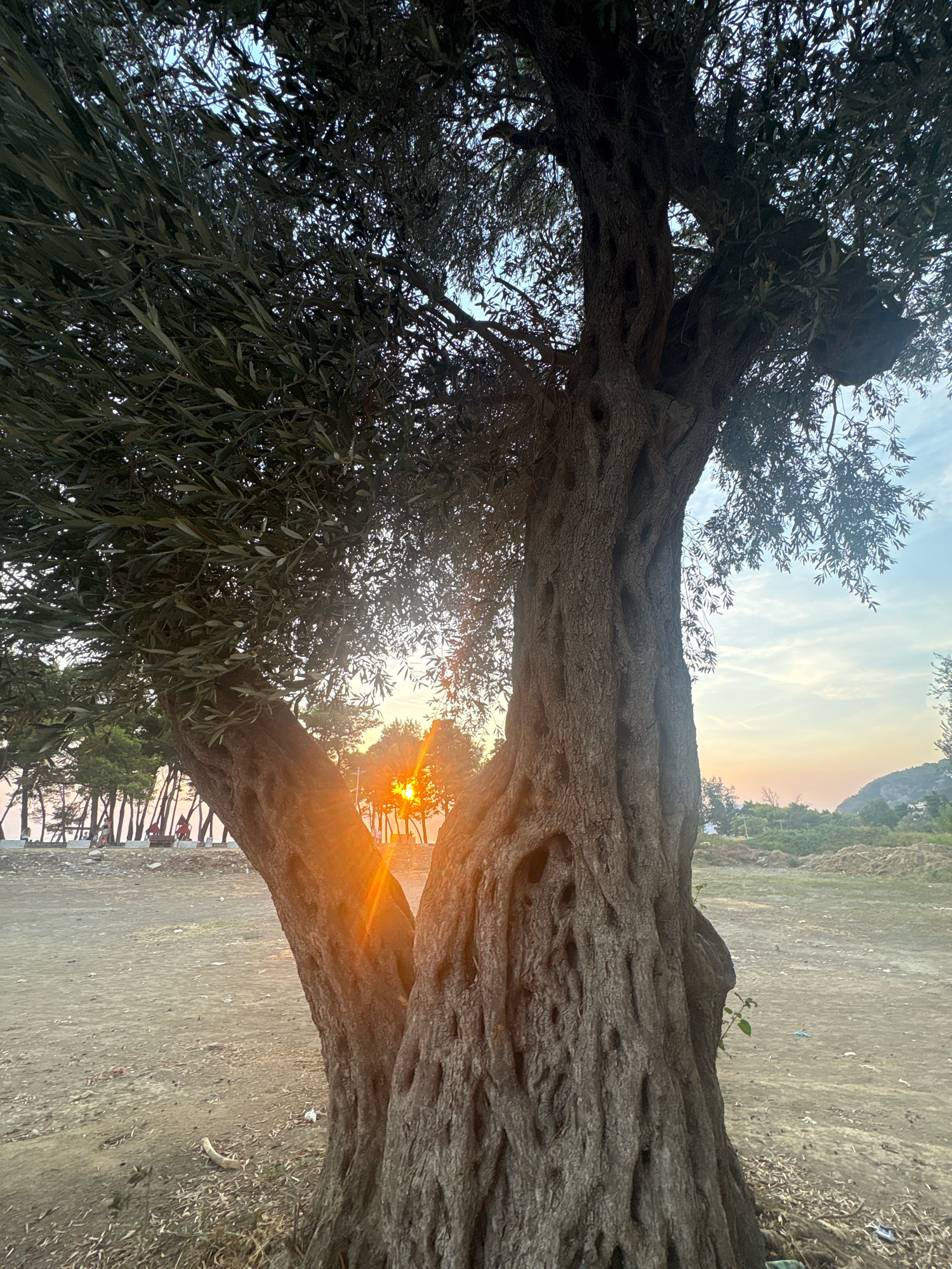 The image captures a close-up of an ancient, gnarled olive tree with a thick, textured trunk. The tree's branches, laden with dark green leaves, partially obscure the view of the sky. The setting sun casts a warm, orange glow, with visible sun rays piercing through the foliage and creating lens flare effects. In the background, a sandy area transitions into a more distant landscape. Scattered trees, some with a similar dark green foliage, line the horizon, and beyond them, low hills are visible under a pale sky with subtle cloud formations. Along the sandy area, there are indications of human activity, including what appears to be a line of people and structures near the water's edge. The overall impression is one of natural beauty and a tranquil, possibly coastal, environment in the city of Bar, Montenegro, specifically along its coastline.