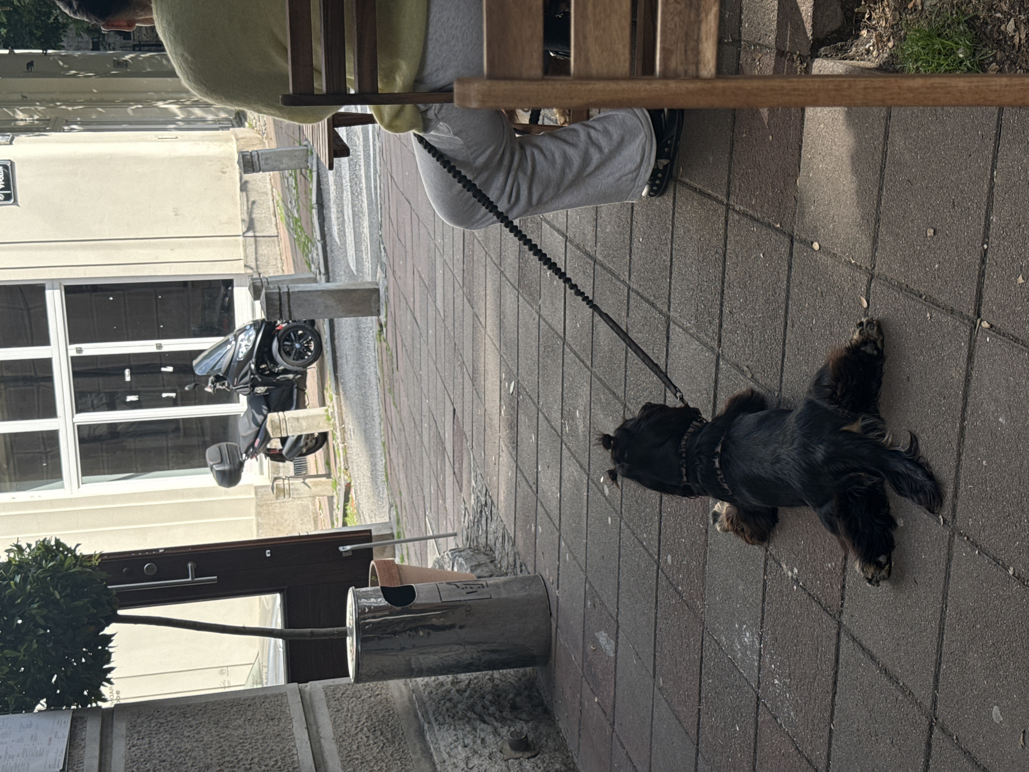 A black and tan English Cocker Spaniel lies on a gray brick sidewalk on a leash attached to a person seated at a wooden table. The person wears gray pants and a light yellow top. The location appears to be an outdoor cafe or restaurant area in Belgrade, Serbia, as indicated by a street sign in Serbian and the architectural style of the buildings. A black scooter is parked nearby. A metal trash receptacle is also visible, along with a small decorative tree.