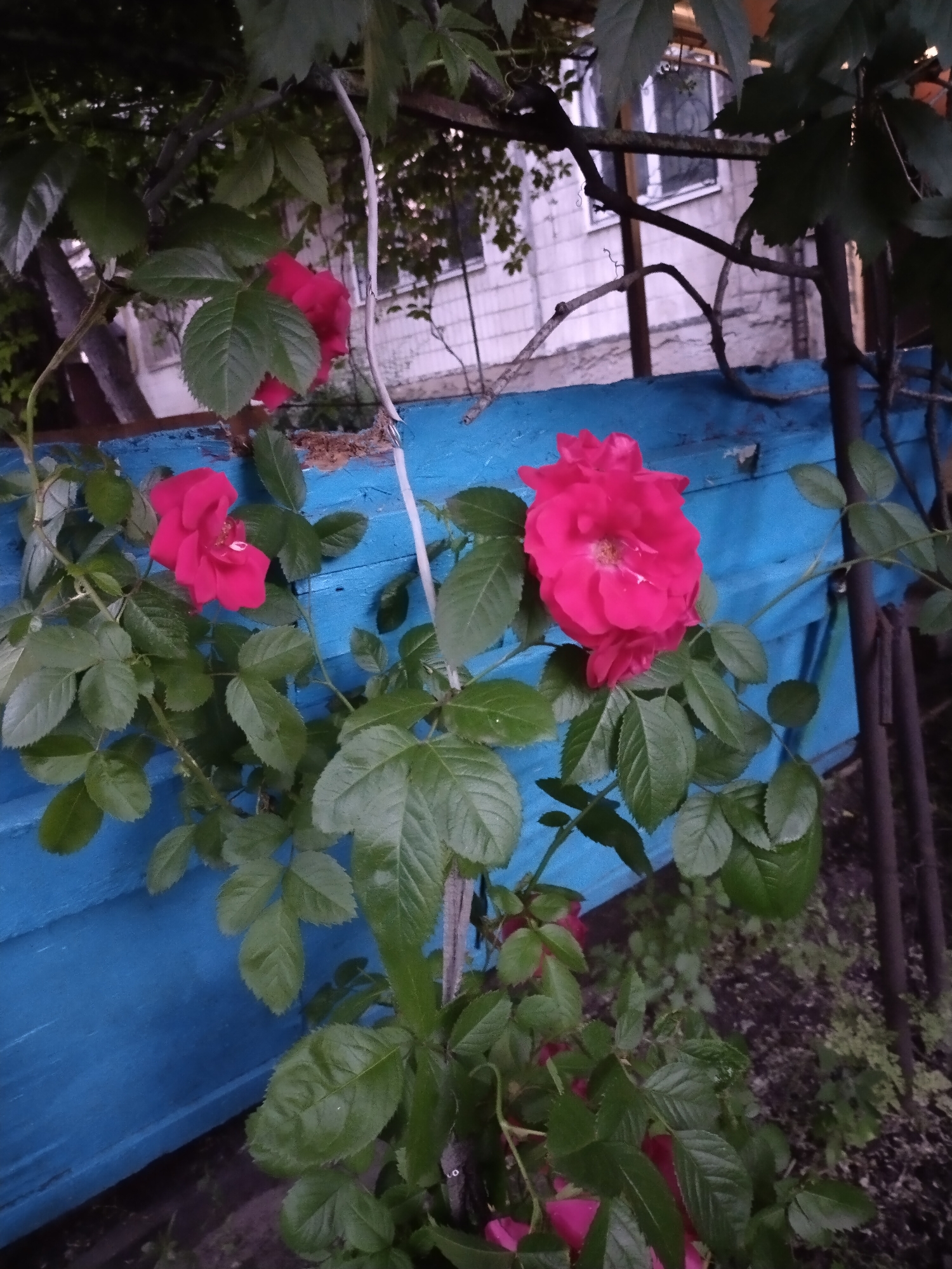 The image depicts a close-up view of a rose bush with bright pink roses and green leaves, set against a vibrant blue wooden fence. In the background, a building with white siding and windows can be seen. The scene appears to be outdoors, likely in a residential area. The lighting suggests it might be dusk or a cloudy day. There are no people visible in the image. The composition focuses on the natural elements of the rose bush and the man-made structure of the fence.