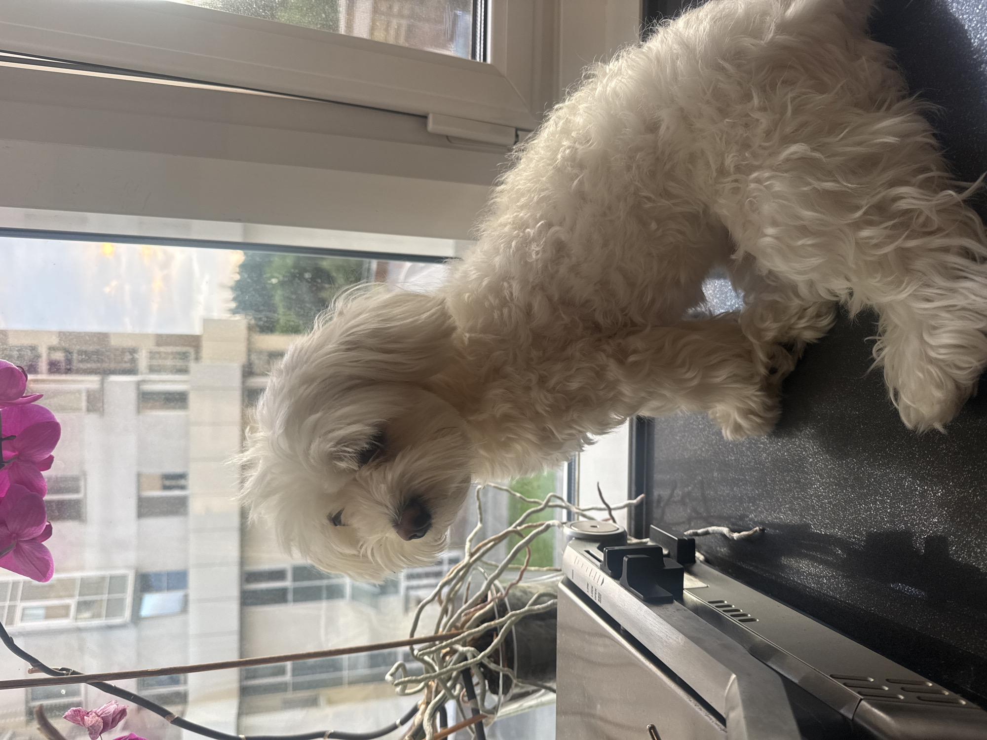 A small, fluffy white dog, likely a Maltese or similar breed, is perched on a window ledge in Moscow, Russia. The dog is facing downwards, with its head tilted and eyes partially closed, suggesting a relaxed or sleepy disposition. Its fur is long and wavy, giving it a soft, cuddly appearance.
The window behind the dog offers a view of apartment buildings and trees, indicating an urban setting. The lighting suggests it is daytime, possibly late afternoon or early evening, with the sun casting a warm glow. On the windowsill next to the dog is an orchid plant with vibrant pink flowers and exposed aerial roots, adding a touch of natural beauty to the scene.
In the foreground, a portion of a metallic object, possibly part of a home appliance or piece of electronics, is visible. The object has a sleek, modern design with vents and buttons, and its surface has a textured, dark finish. The overall impression is one of domestic tranquility, with the dog enjoying a quiet moment by the window, surrounded by the comforts of home and the view of the city. No visible text is present in the image.