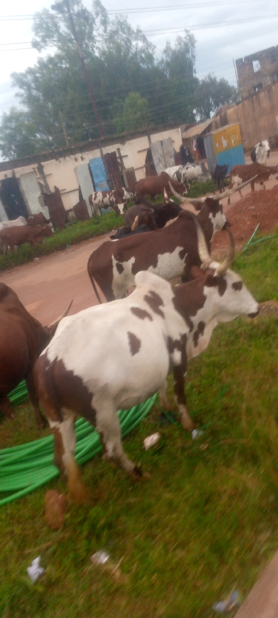 A herd of cattle, including several zebu breeds, are gathered in an outdoor area. The cattle are brown, white, and piebald. Some have large horns. In the background, there are buildings and trees. Green hoses are visible on the ground. The overall scene suggests a rural or semi-rural environment, possibly a marketplace or farm.
