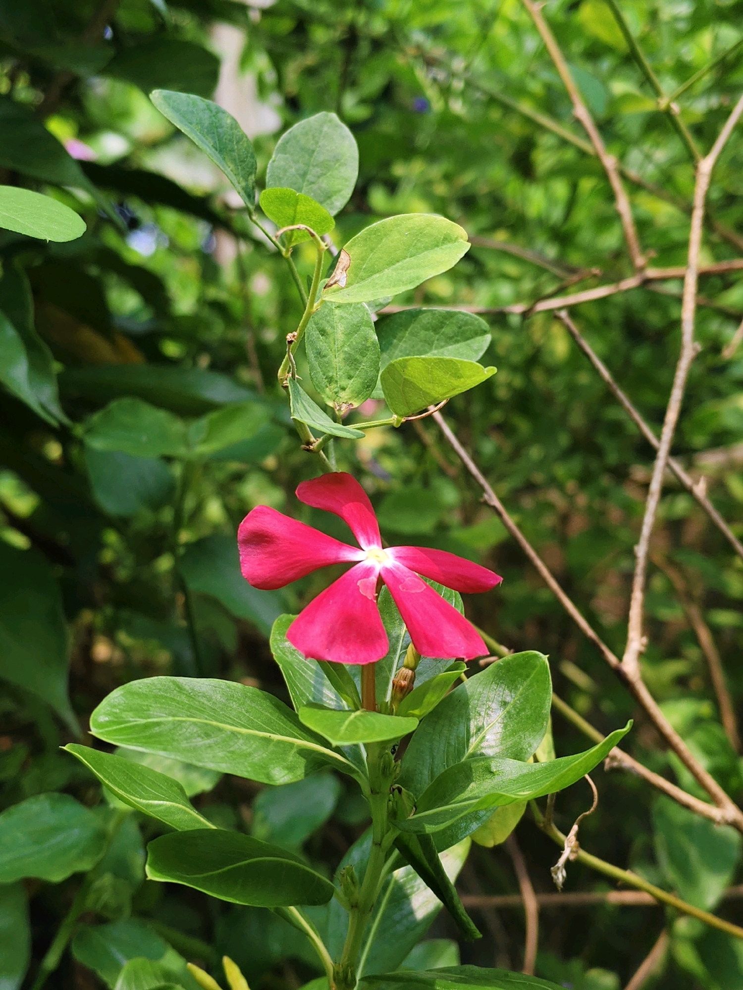 A single, vibrant pink flower with five petals is in focus, centered in the frame. The flower has a small, light-colored center. It is surrounded by lush green leaves of varying sizes and shapes, some of which are slightly out of focus. The background is a blur of more green foliage and thin, brown branches, suggesting an outdoor, natural setting. The image appears to be a close-up photograph taken in Purbba Gopinathpur, India, likely in a garden or natural area, with no people or animals present.