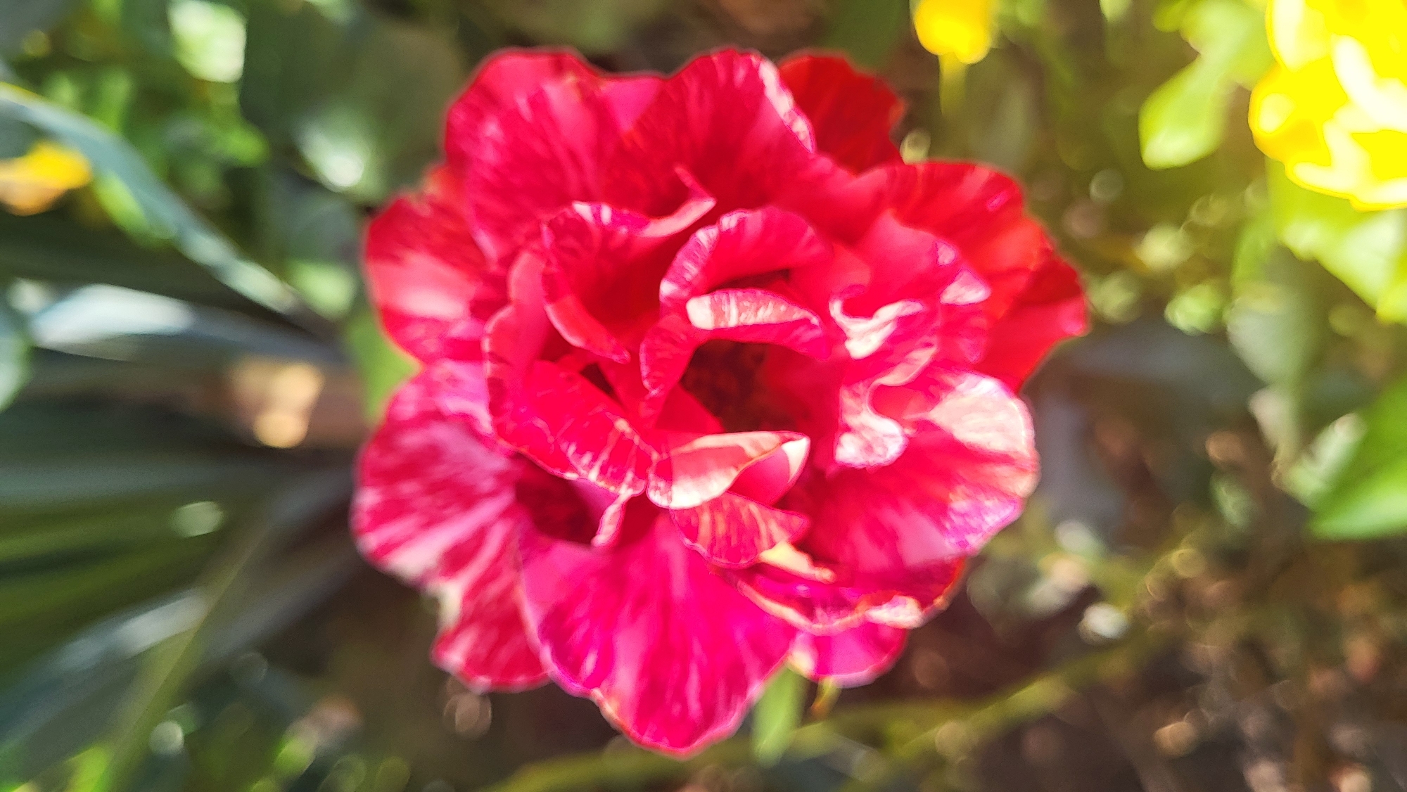 A close-up, shallow depth-of-field photograph showcases a vibrant, variegated rose with petals of deep pink and white stripes. The rose is the central subject, positioned slightly to the left of the frame. Its layered petals create a full, ruffled appearance. In the background, out-of-focus elements suggest a garden setting with dark green foliage and some blurred yellow flowers. The lighting is bright, casting subtle highlights on the rose petals and creating bokeh effects in the background. The image was captured outdoors, likely in a garden or park. There are no people or animals present. There is no information to determine the specific location within Smila, Ukraine.