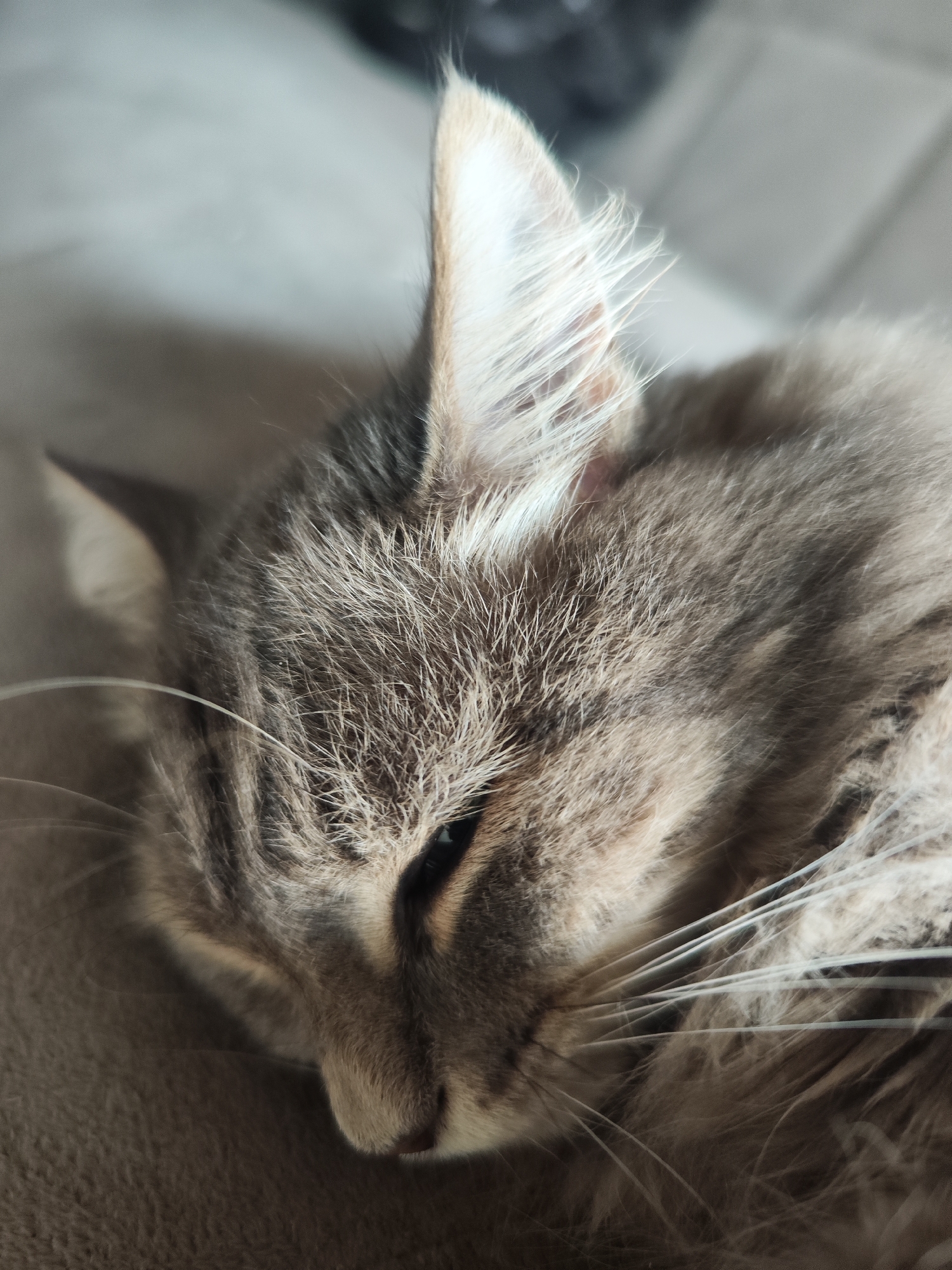 The image shows a close-up of a gray tabby cat lying down with its eyes partially open. The cat is lying on a gray surface, possibly a couch or bed. The location in the city of Chaikovsky, Russia is not discernible from the image.