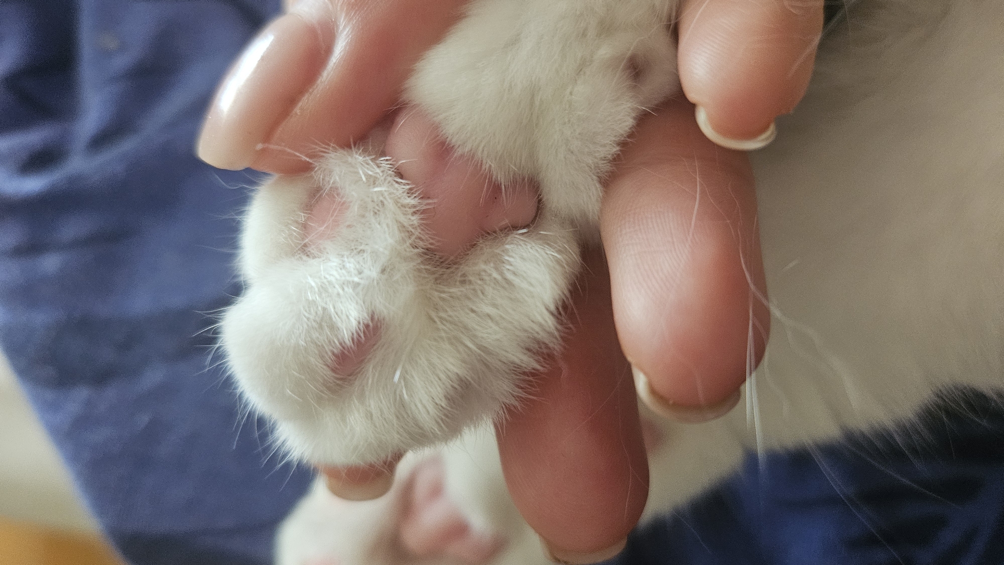 A close-up shot focuses on a person's hands gently holding a white and pink cat paw. The cat's paw is fluffy with visible toe beans, and the person's fingers are wrapped around it, showcasing their fingernails. The background consists of a blurred blue fabric. There is no information available to determine the location of this image within the city of Krasnodar, Russia.