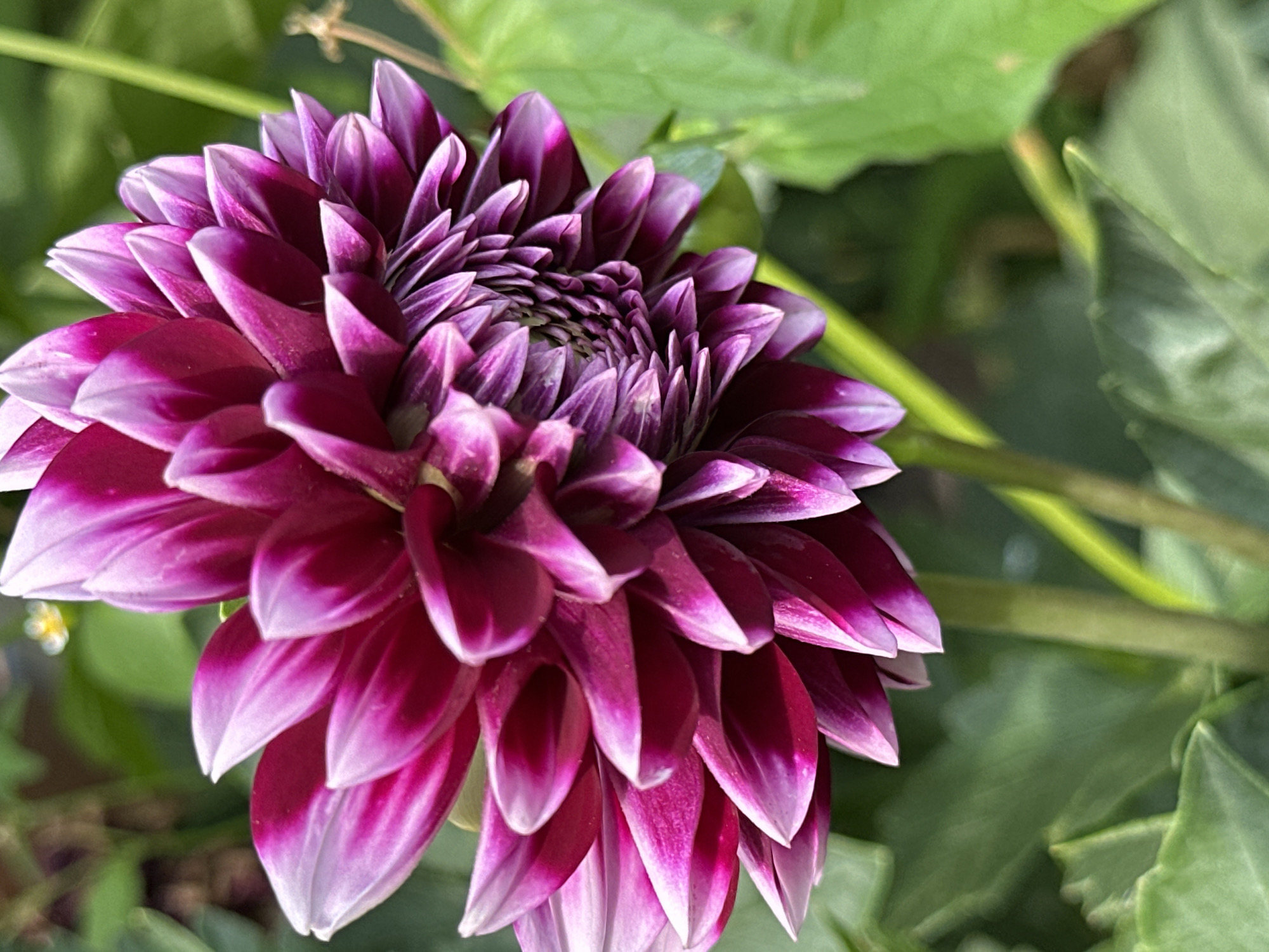 A close-up, vertical shot showcases a vibrant, deep pink and white dahlia flower in full bloom, set against a blurred background of lush green foliage. The flower's petals are layered and intricately arranged, with the deeper pink hues concentrated towards the center and gradually fading to white at the tips. The lighting highlights the texture and delicate structure of the petals. The background consists of soft-focus green leaves, with a hint of a thin, dry twig or stem visible on the right side of the image. There are no people or animals present, and the setting appears to be a garden. The location is not specified within the image itself.