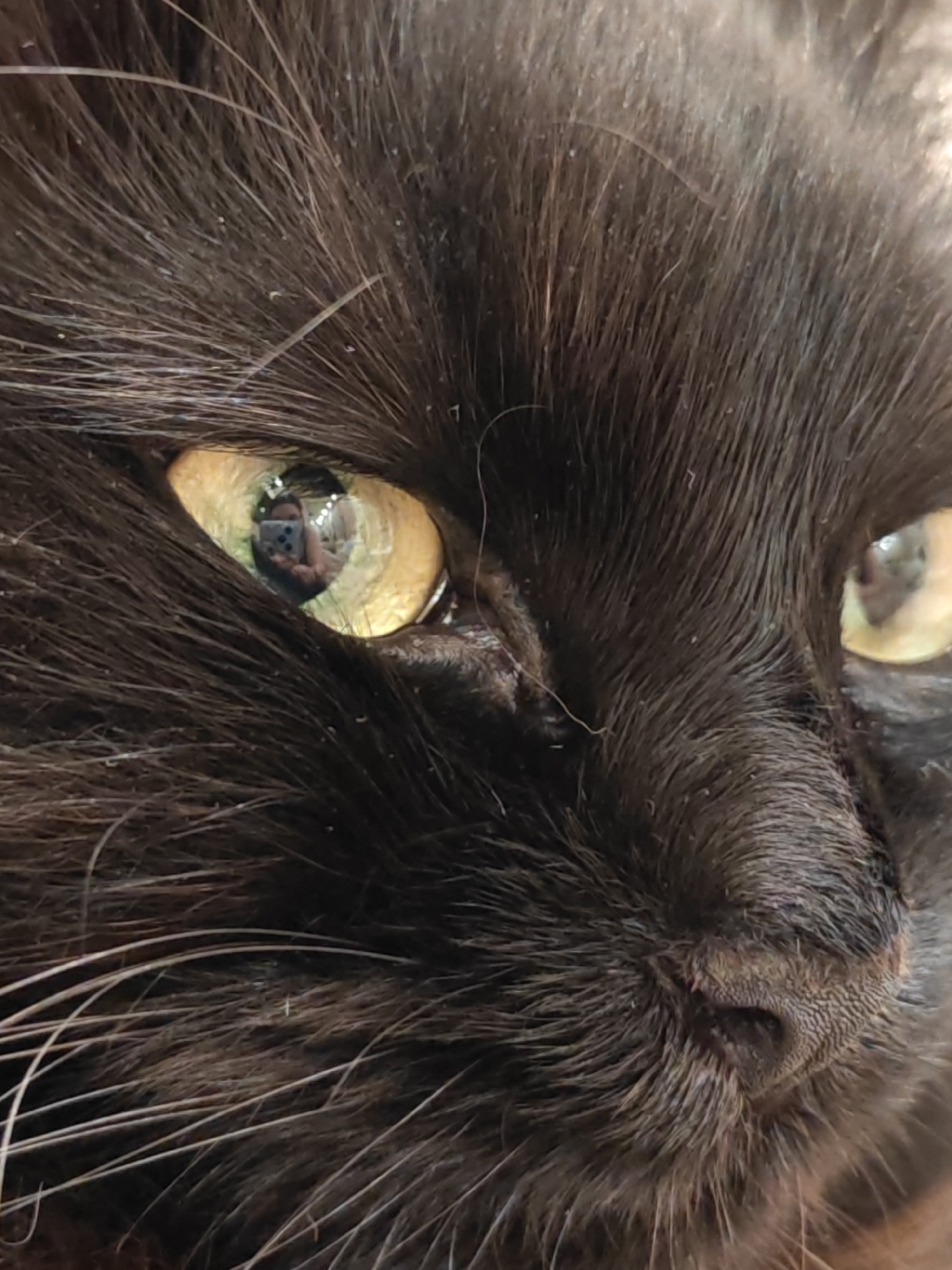 The image is a close-up, macro photograph of a black cat's face, focusing on its left eye and part of its nose. The cat's fur is dark and appears to have some lighter-colored specks or debris on it. The cat's eye is a striking yellow-green, and the pupil is visible. The reflection in the cat's eye shows a person holding a smartphone, taking the picture, with some blurry background lights. The cat's nose is dark and textured. There is no information in the image that allows for the identification of a location in Bataysk, Russia.