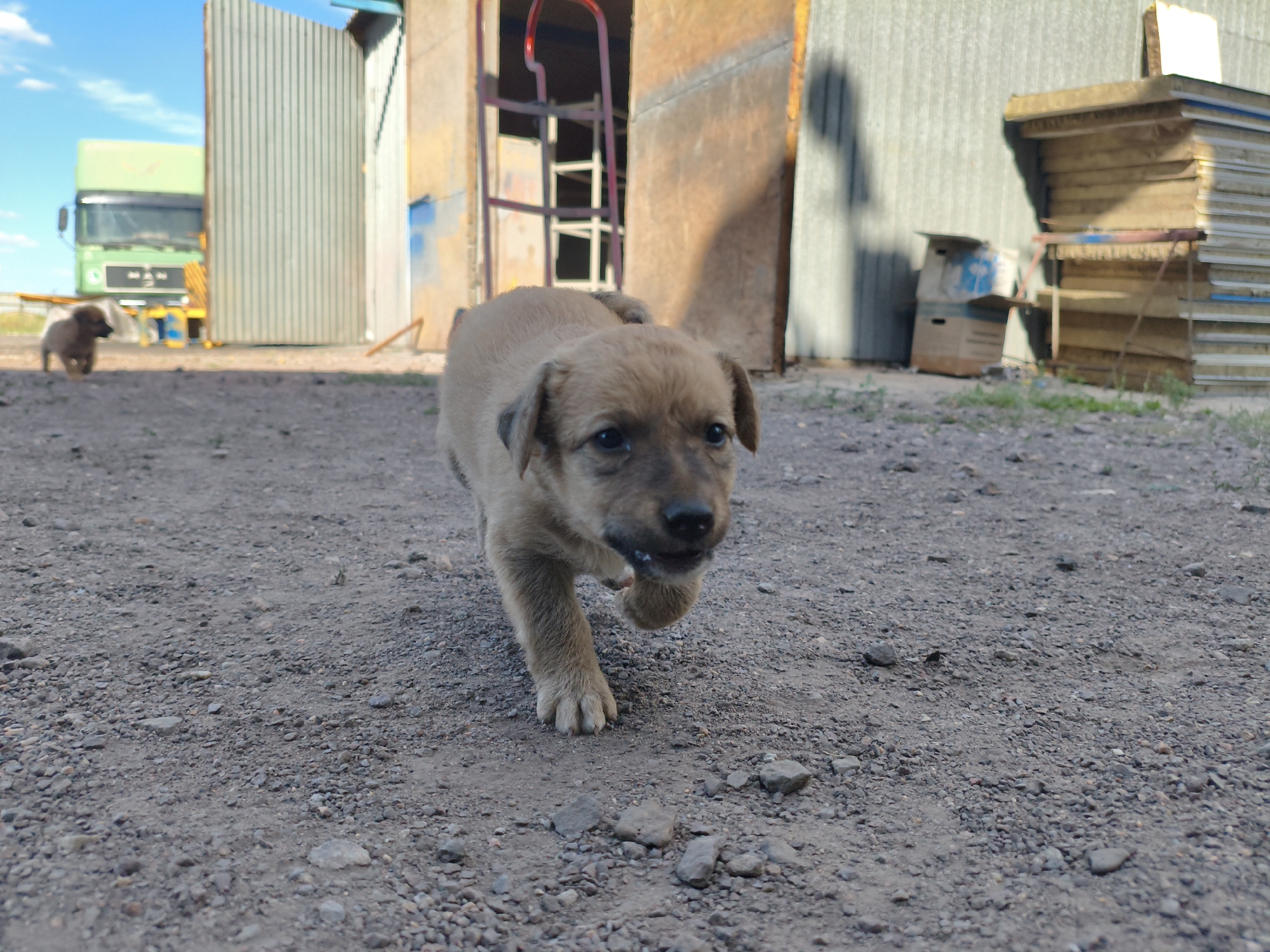 A light brown puppy is walking towards the camera on a gravelly surface. The puppy is in focus in the foreground, with its mouth slightly open. Behind the puppy, a corrugated metal structure stands with a wooden entrance. To the left of this structure, a light green truck is parked. The environment appears to be an outdoor area, possibly a construction site or industrial yard, with stacked building materials visible on the right. The sky is blue with some white clouds. The scene is located in Termirtaw city administration, Kazakhstan.