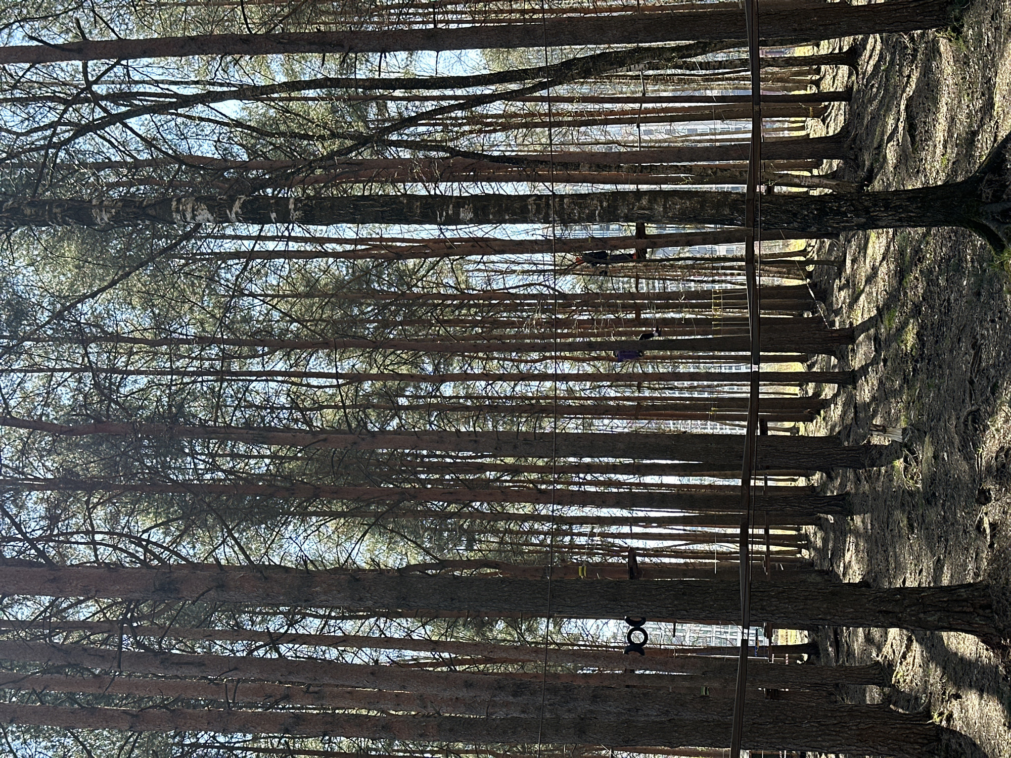The image depicts a dense pine forest in Lavriki, Russia. Tall, slender tree trunks dominate the scene, creating a vertical texture. Sunlight filters through the canopy, casting shadows on the ground and highlighting the bark of the trees. An obstacle course with suspended platforms, ropes, and other structures weaves through the trees, indicating a recreational area. Two people are visible on the course. The forest floor is covered in a mix of vegetation and pine needles. The perspective is looking upwards through the trees.