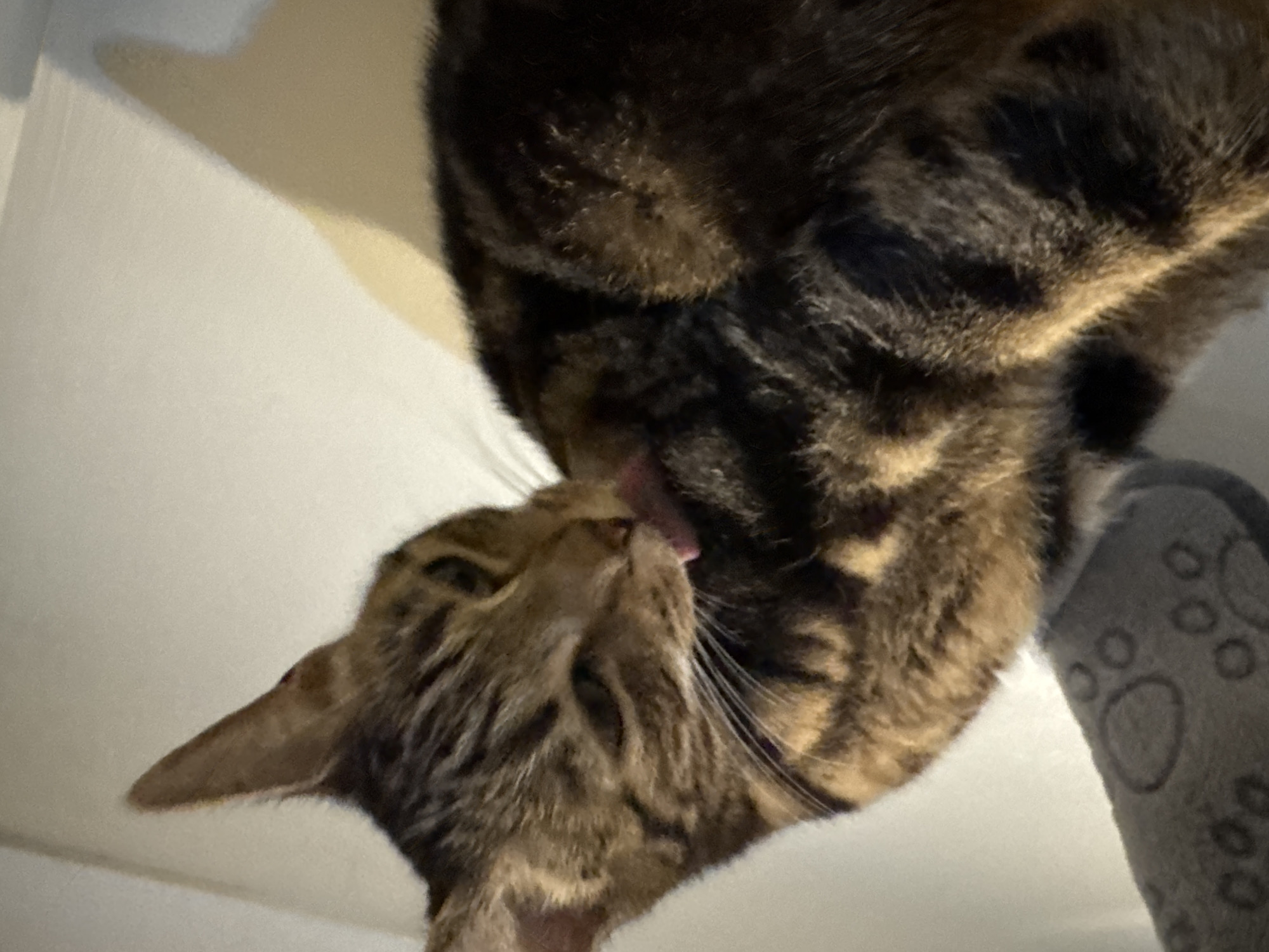 Two tabby cats are depicted in close proximity. One cat is grooming the other by licking its face. The environment appears to be indoors, with a white wall visible in the background. A grey object with paw prints is present on the right side of the image. The image was taken from a low angle. The location is Desborough, United Kingdom.
