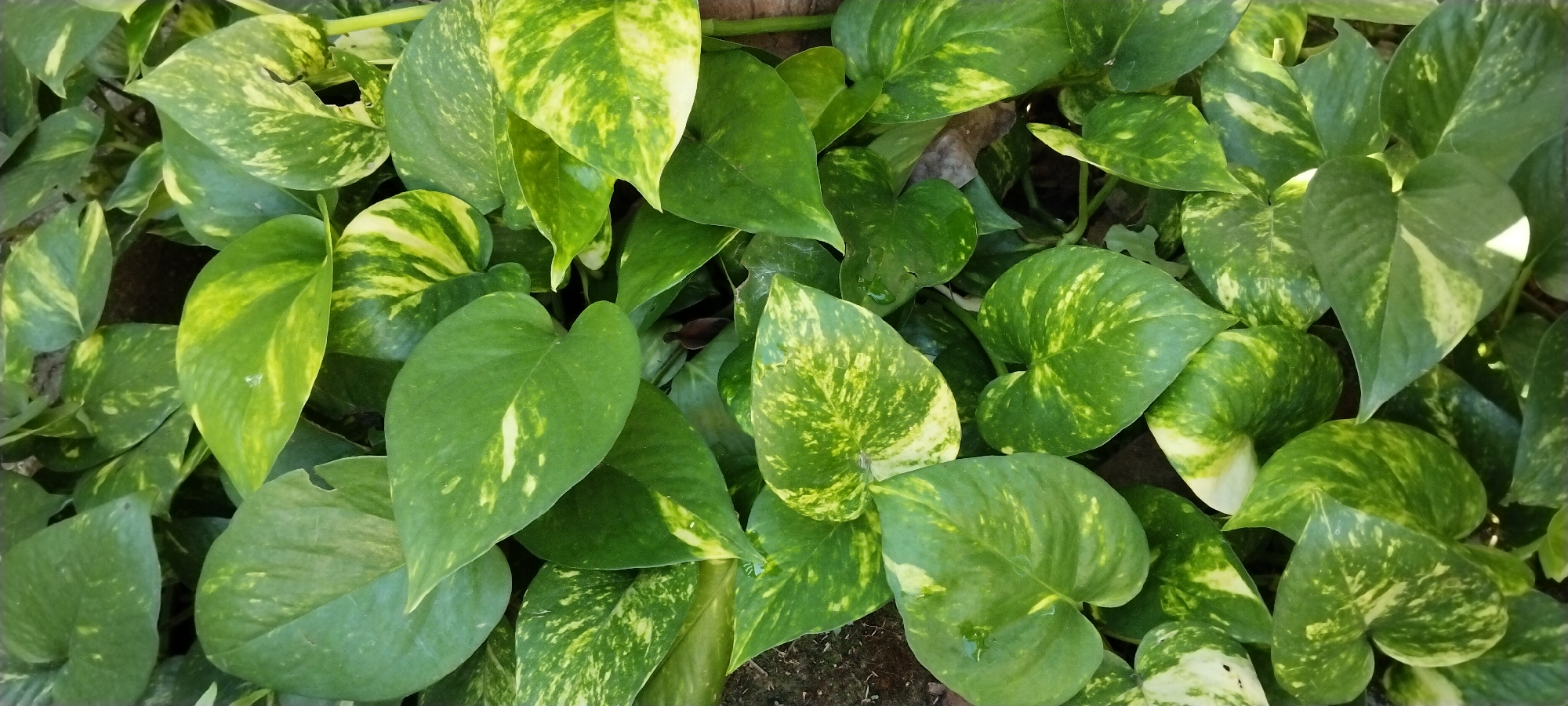 A close-up, overhead shot shows a dense collection of heart-shaped green leaves, characteristic of a Pothos plant, known scientifically as Epipremnum aureum. The leaves vary in their variegation, with some being a solid deep green, while others display mottled patterns of yellow and lighter green. A few leaves have visible water droplets on their surface, suggesting recent watering or dew. The background is dark and indistinct, comprised of soil and shadows, with a hint of what appears to be a wooden structure on the right side of the frame. The lighting suggests it is daytime, likely outdoors given the natural appearance of the plant. There is no visible text. The scene is set in Duman, Indonesia.