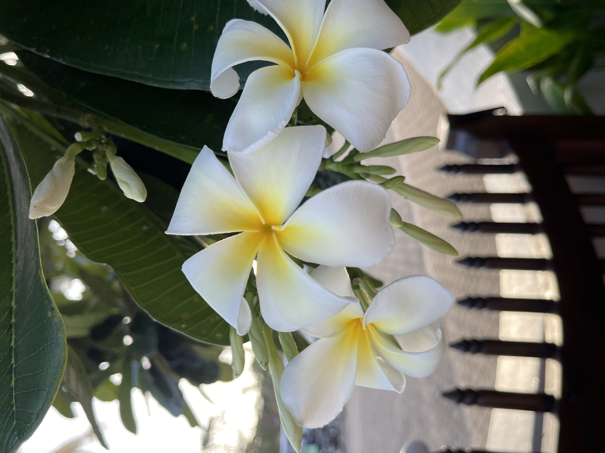 A close-up vertical shot captures three white frangipani flowers with yellow centers, blooming on a branch amidst green leaves. The flowers are in focus, showcasing their delicate petals and vibrant hues. In the background, a dark wooden fence with pointed finials runs horizontally across the lower part of the frame. Beyond the fence, a blurred background suggests an outdoor setting, possibly within the city of Galle, Sri Lanka, with hints of sunlight and foliage.