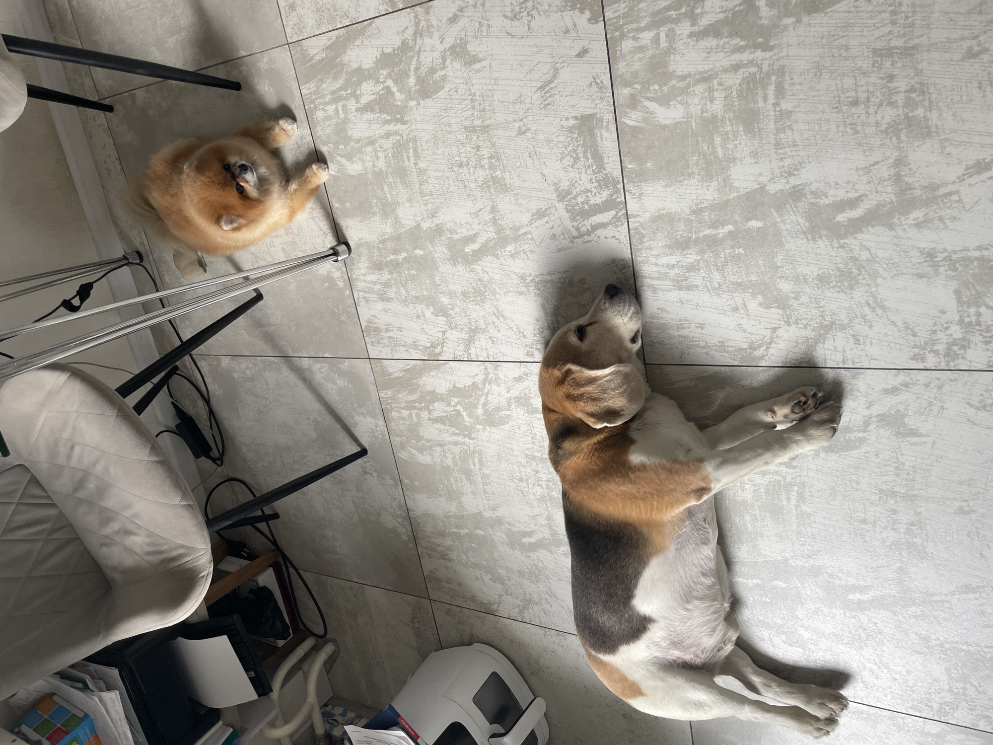 Two dogs, a Pomeranian and a beagle, are lying on a light gray tiled floor. The Pomeranian is located near the legs of a chair, while the beagle is stretched out. The room is lit naturally. No people are present. The location is potentially a room in a private residence in Krasnoyarsk, Russia.