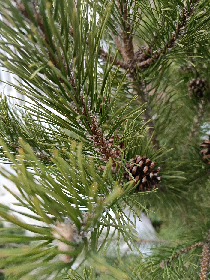 This image presents a close-up, high-angle view of a pine tree branch, located outdoors in Chaikovsky, Russia. The scene is dominated by a dense arrangement of vibrant green pine needles, sharply defined and clustered along brown, woody stems. Several small, dark brown pine cones are visible embedded within the foliage, primarily in the mid-right and lower-right sections of the frame. A fine, pale white or light gray particulate residue adheres to the surface of many needles and smaller twigs, consistent with frost, ice crystals, or a superficial biological growth. The background is a soft, out-of-focus blur of desaturated green and white tones, indicating distant natural elements or an overcast sky. No human figures or artificial structures are discernible within the frame.