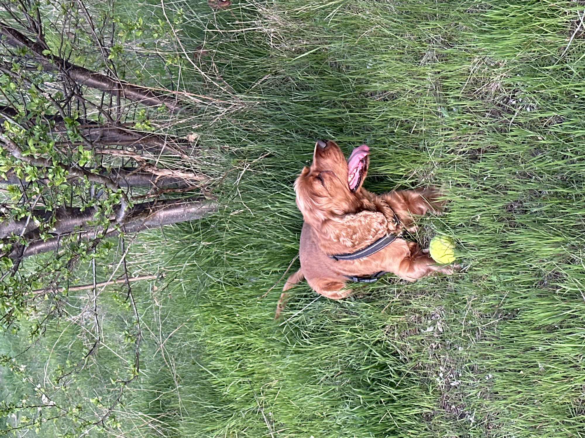 This sideways-oriented image captures a reddish-brown dog, likely a Cocker Spaniel or similar breed, resting on lush green grass. The dog is wearing a dark harness and is lying on its side with its head tilted upwards and mouth open, revealing its pink tongue, suggesting panting or a moment of enjoyment. Its eyes appear closed or heavily squinted.
A bright yellow tennis ball lies on the grass near the dog's front paws, indicating recent play. In the background, to what would be the left in an upright orientation, stands a tree with several slender, dark trunks and branches, adorned with small, vibrant green leaves. This new foliage points to the season being spring or early summer. The ground is densely covered with tall, green grass, giving the impression of a natural, possibly unmanicured park or field environment.
The scene is brightly lit by natural daylight, conveying a pleasant outdoor atmosphere. The dog's relaxed posture and open mouth suggest contentment or recovery from physical activity. This tranquil moment takes place in a green area, consistent with a park or natural space in Sofia, Bulgaria. There is no visible text in the image.