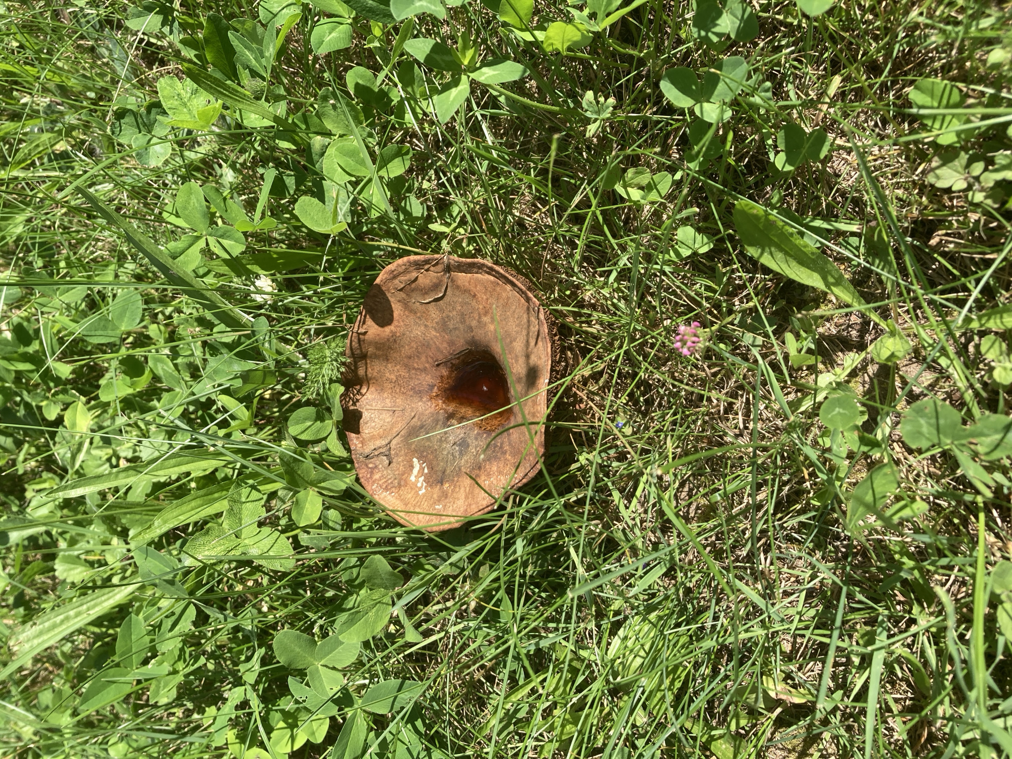 A close-up, overhead view of a single, brown mushroom cap with a dark, liquid-filled depression in its center. The mushroom is surrounded by green grass and clover in a natural outdoor setting. The lighting suggests it is daytime. No specific location in Zhodzina, Belarus, can be determined from the image alone.