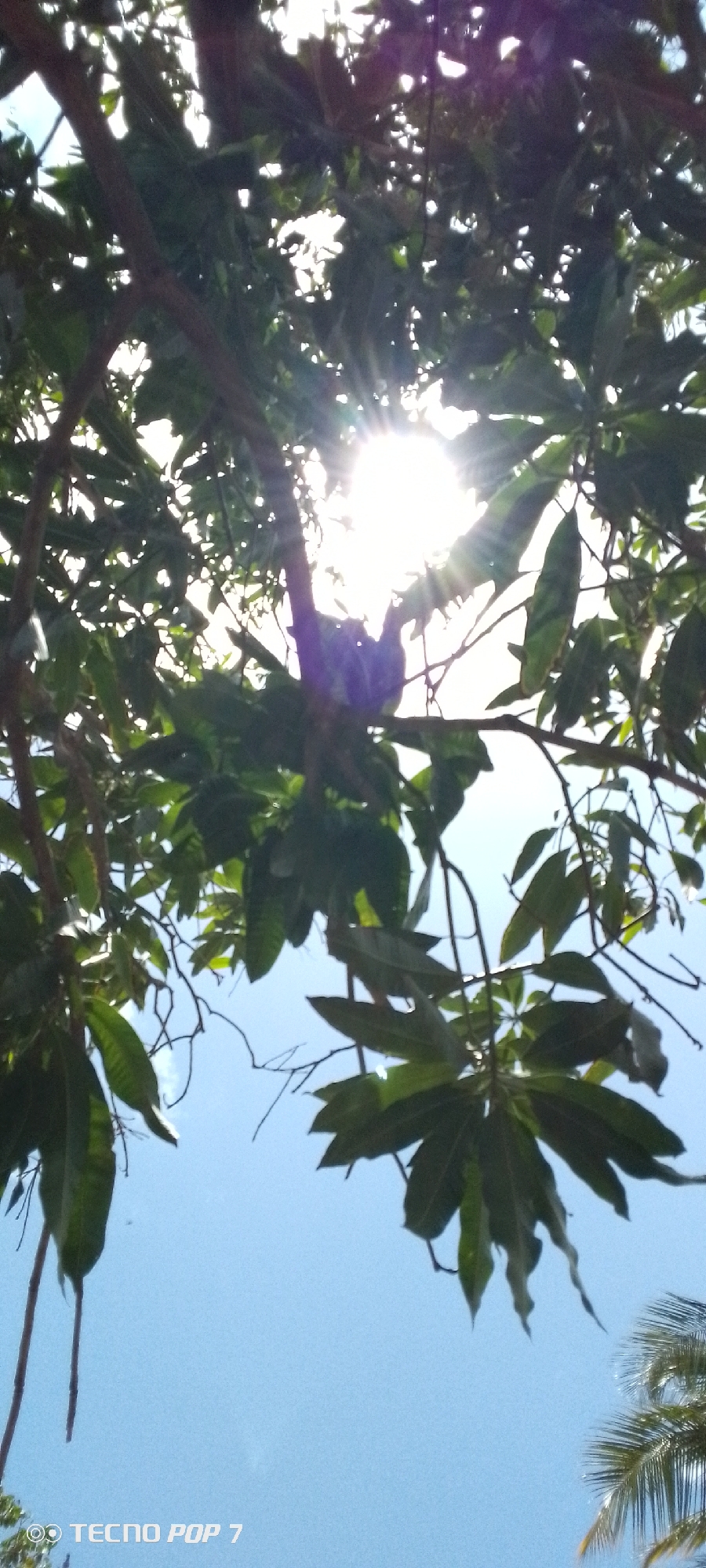 The image shows a view looking up through the branches and leaves of a tree, with the sun shining brightly through the canopy. The leaves are green and the branches are dark. The sky is blue. The location is Altagracia, Venezuela, as indicated by the phone used to take the picture.