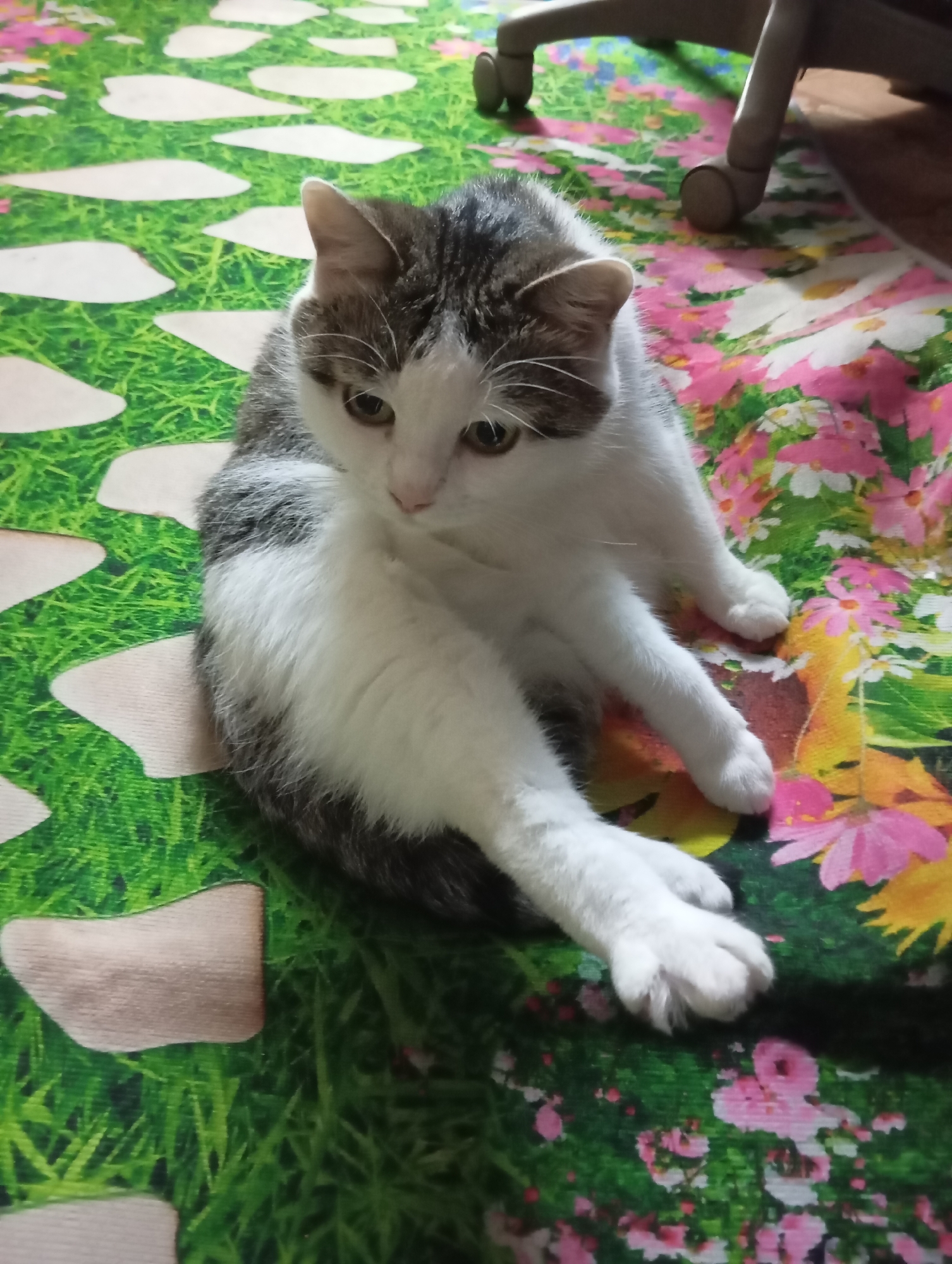 A domestic cat with white and grey tabby markings is sitting on a rug with a floral pattern and a green grass design. The cat is looking downwards and to the side, with its front paws crossed. In the background, part of an office chair is visible. The image was taken indoors, likely in a residential setting, in Komsomolsk-on-Amur, Russia.