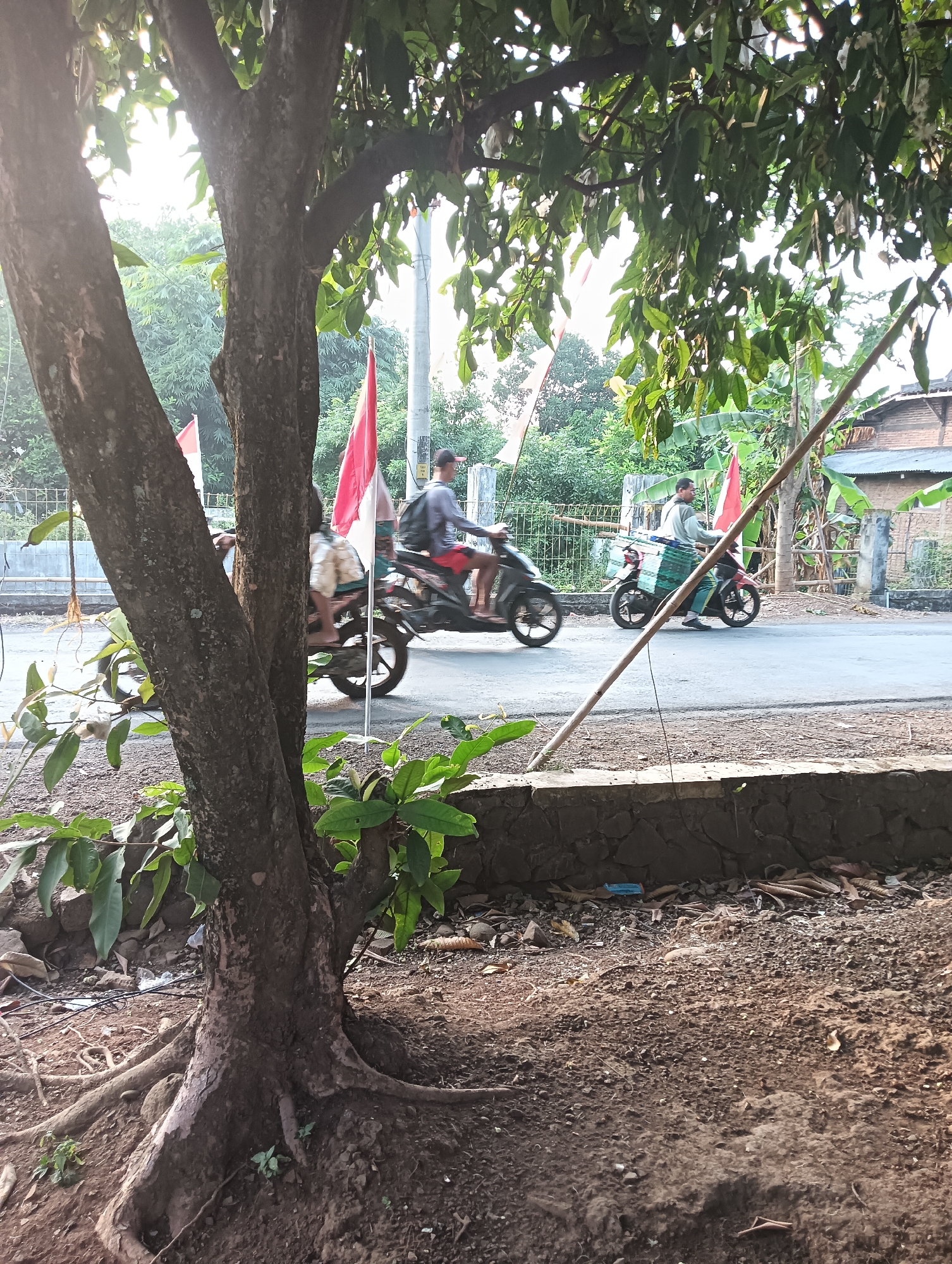 The image depicts a street scene in Cluwak, Indonesia, bathed in the warm light of what appears to be early morning or late afternoon. In the foreground, the gnarled roots and trunk of a large tree dominate the left side of the frame, with lush green leaves from its canopy partially obscuring the sky.
The street itself is paved and shows signs of traffic. Two motorcycles are in motion. The motorcycle on the right is ridden by a man wearing a gray long-sleeved shirt and red shorts, with a black backpack. He is carrying a large, light green plastic crate on the back of his motorcycle. A red and white Indonesian flag is attached to the rear of this motorcycle. The motorcycle on the left is carrying two individuals, one of whom is wearing a patterned fabric tied around their waist and is barefoot.
Behind the motorcycles, a fence made of interwoven bamboo and concrete posts runs along the side of the road. Beyond the fence, there are more trees and some low-rise buildings with corrugated metal roofs. Several red and white Indonesian flags are visible in the background, attached to poles and fences, suggesting a local celebration or patriotic display. The ground on the right side of the street is rough and unpaved, with scattered debris. The overall impression is a typical, somewhat dusty, rural or suburban street in Indonesia.