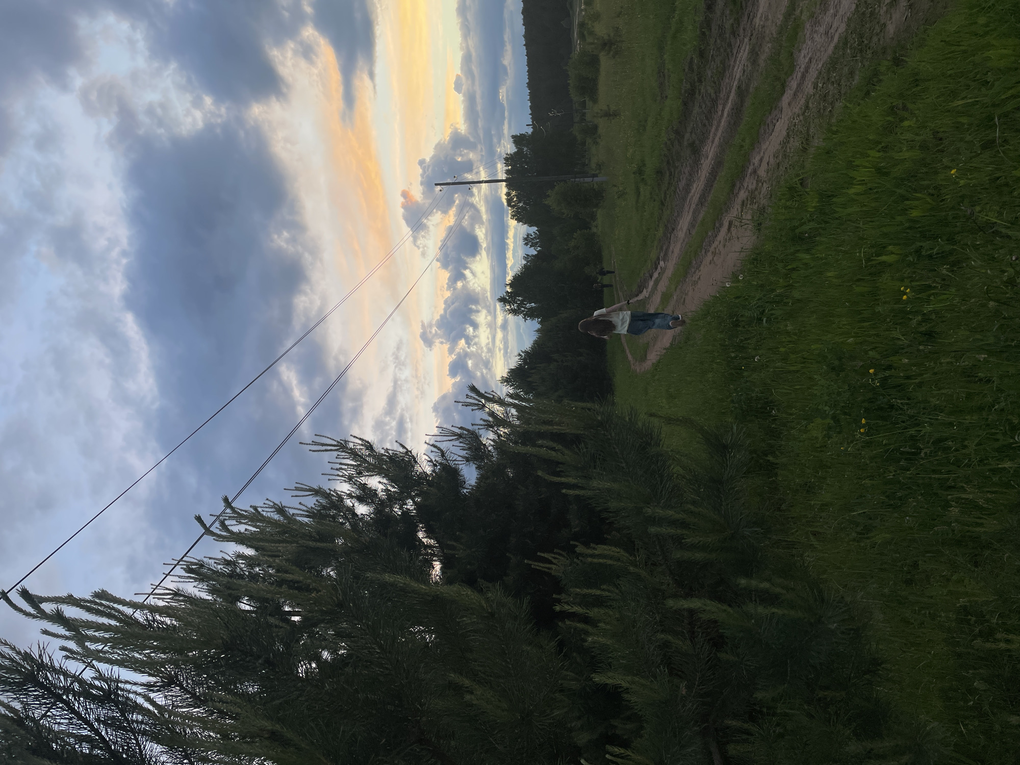 The photograph shows a rural landscape in Балдейка, Russia. In the distance, a person is walking along a dirt path that meanders between grassy fields. Trees line the path, leading towards a wooded area on the horizon. Overhead, the sky is filled with dramatic clouds, tinged with the golden light of sunset. In the foreground, the foliage of a pine tree obscures part of the view. Utility poles with wires intersect the scene.