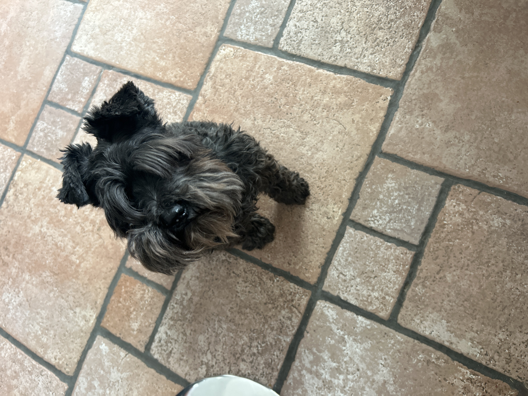 A black schnauzer-type dog sits on a tiled floor with neutral tones. The dog is facing upward toward the camera. A partial white object is located in the bottom left corner. The location is Unknown, Unknown.