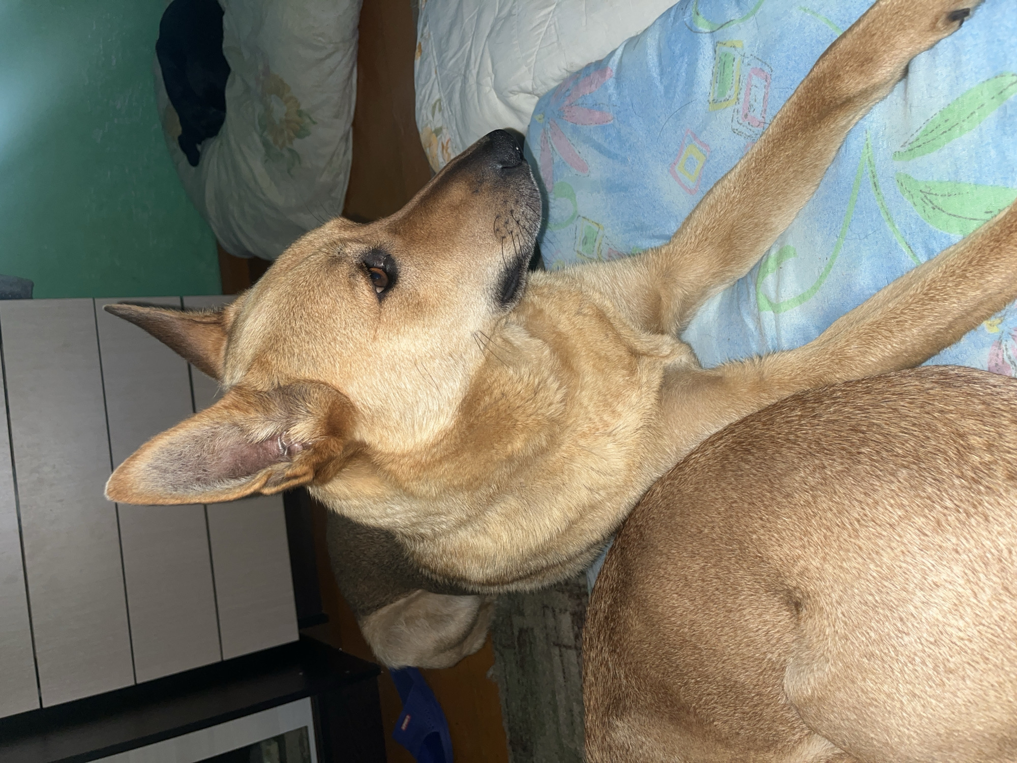 The image shows a tan-colored dog lying on a blue and white patterned blanket. The dog is looking to the right, with its head resting on the blanket. Another dog, mostly out of frame, is lying in the foreground. In the background, there is a white dresser and a green wall. A black object, possibly another animal, is visible on a pillow on the right side of the frame. The scene appears to be indoors, likely a bedroom.
