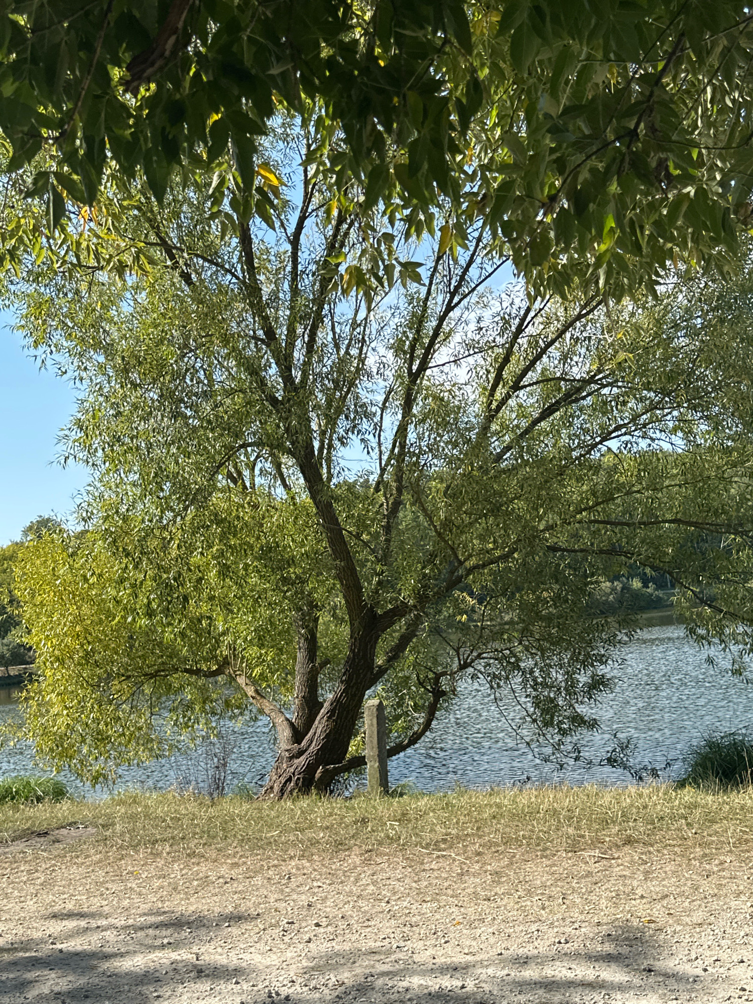 A large willow tree with lush green foliage stands prominently on the grassy bank of a body of water. The water's surface is rippled, reflecting the blue sky and surrounding greenery. The ground in the foreground is a mixture of sand and small stones, with a shadow cast by an unseen object or vegetation. In the background, beyond the water, is a dense line of trees and vegetation under a clear blue sky. A weathered wooden post is partially visible near the base of the willow tree. The scene suggests a natural, tranquil setting, possibly a park or a natural reserve within the city of Makiv, Ukraine. There are no people or animals visible in the image, and no discernible actions or interactions are taking place. The lighting indicates it is daytime, with sunlight casting shadows and illuminating the scene.