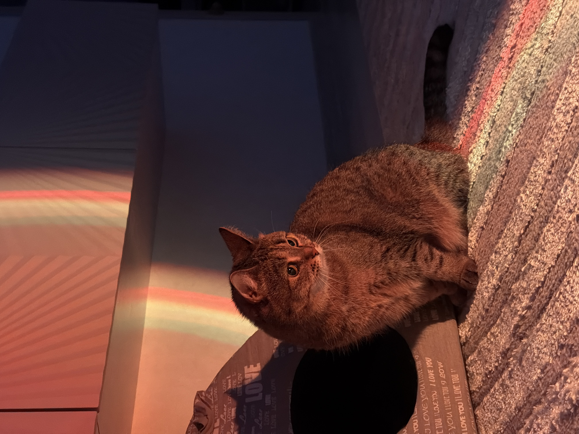 An indoor photograph, taken in Chaikovsky, Russia, depicts a domestic tabby cat resting in a dimly lit, warm environment. The cat, with its brown and grey striped fur, is positioned on a plush, textured surface, likely a carpet or rug, which appears reddish-orange under the ambient light. Its striped tail is partially visible, curving behind its body. The cat looks upwards and slightly to its right with an alert and curious expression.
To the cat's left, a cardboard cat house is visible, adorned with repetitive text. Further to the left and behind the cat, a wall or surface is illuminated by distinct, elongated bands of colored light, predominantly red, orange, and yellow, creating a striking rainbow or prism effect. This lighting suggests either a sunset glow or an artificial light source projecting these vibrant hues, indicative of an evening or low-light setting.
The text on the cat house clearly reads "LOVE" and "I LOVE YOU" multiple times, arranged in different orientations and fonts. The overall scene exudes a peaceful and contemplative mood, enhanced by the soft, colored illumination.